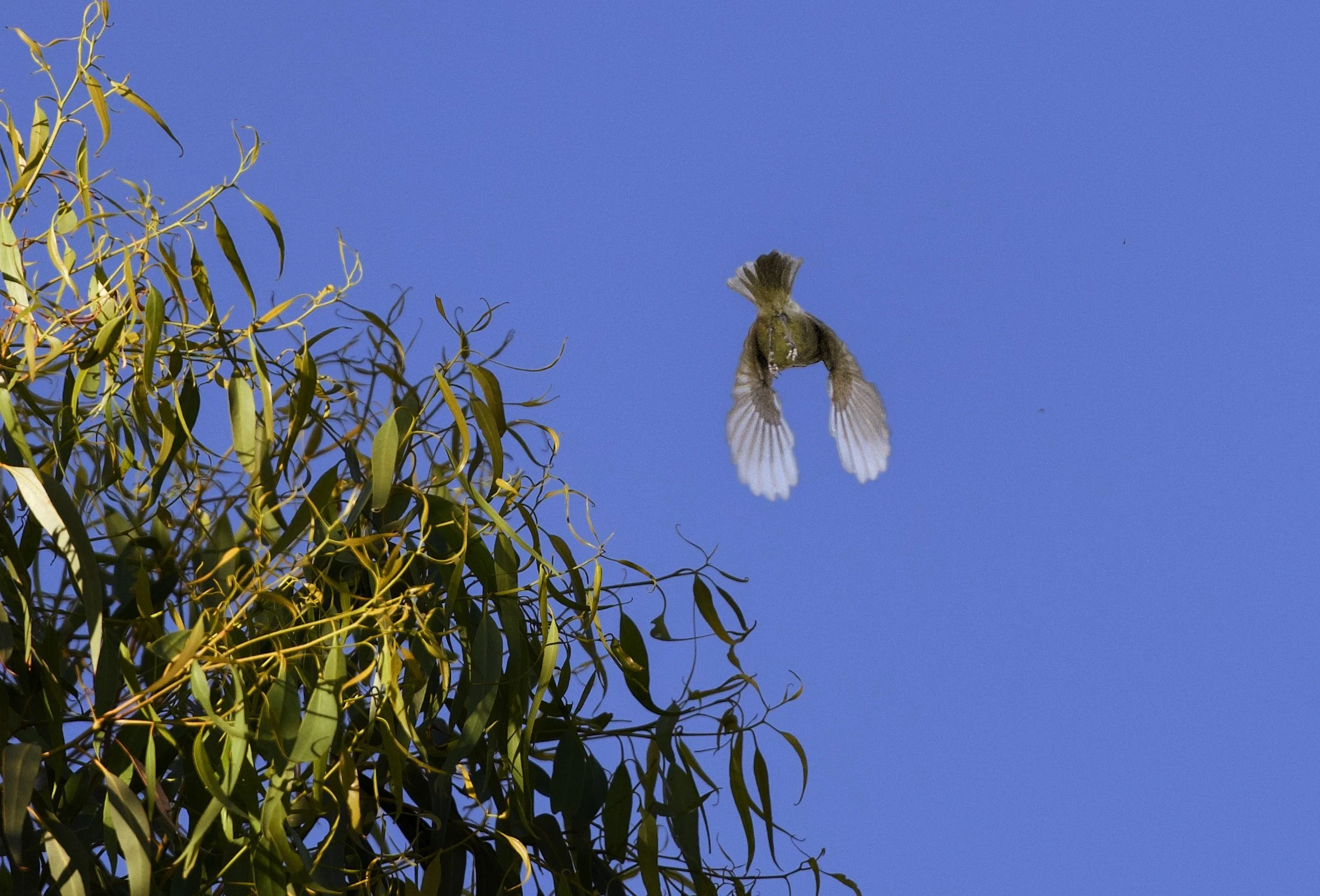 new holland honeyeater in flights