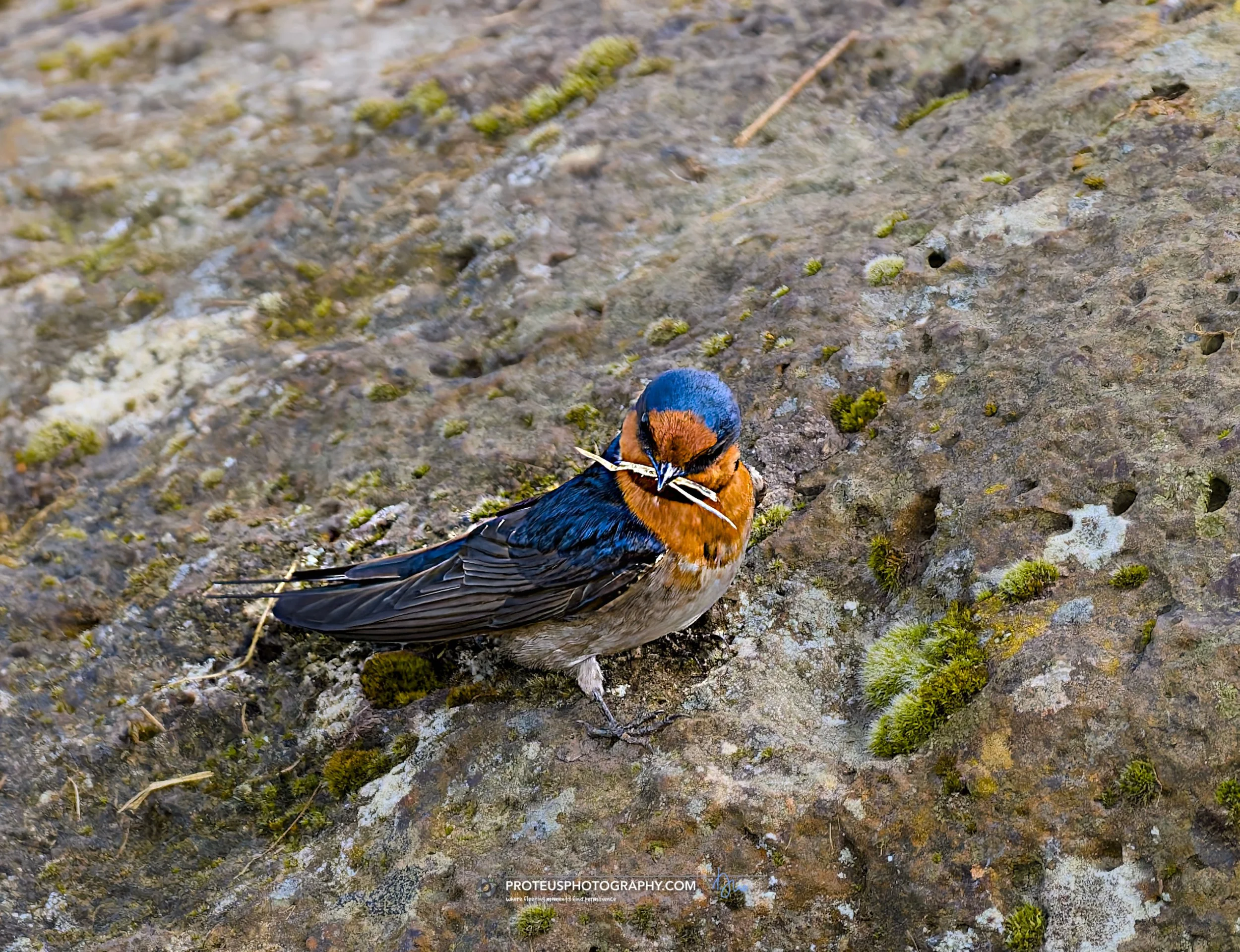 welcome swallow (Hirundo neoxena)