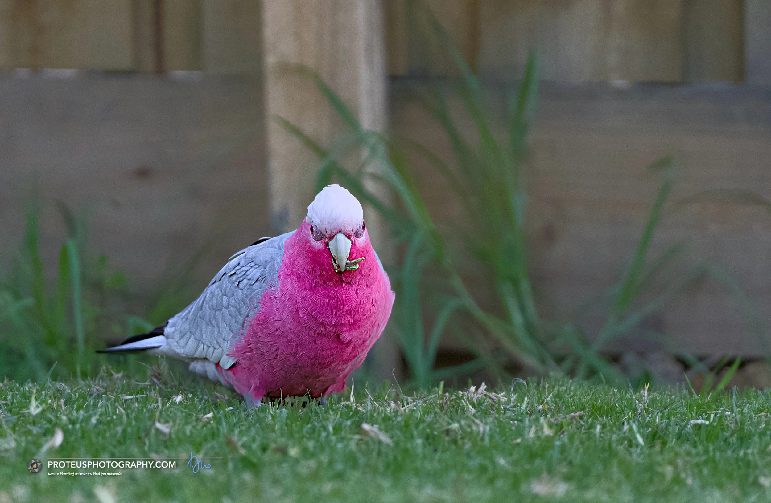 Galahs (Eolophus roseicapilla), also known as pink-and-grey cockatoos,