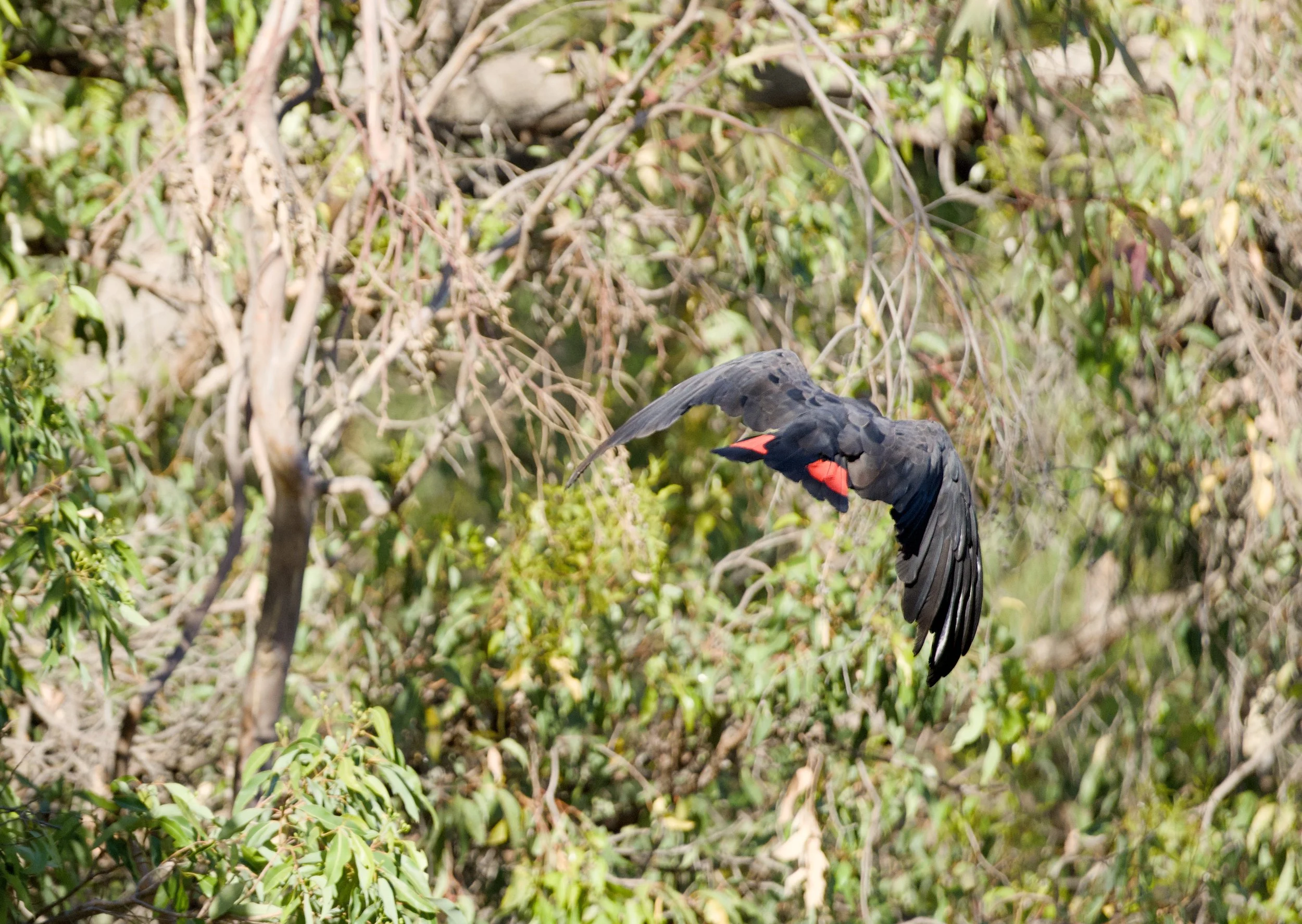A black bird with red patches on its wings and tail, flying amongst dense green foliage and trees.