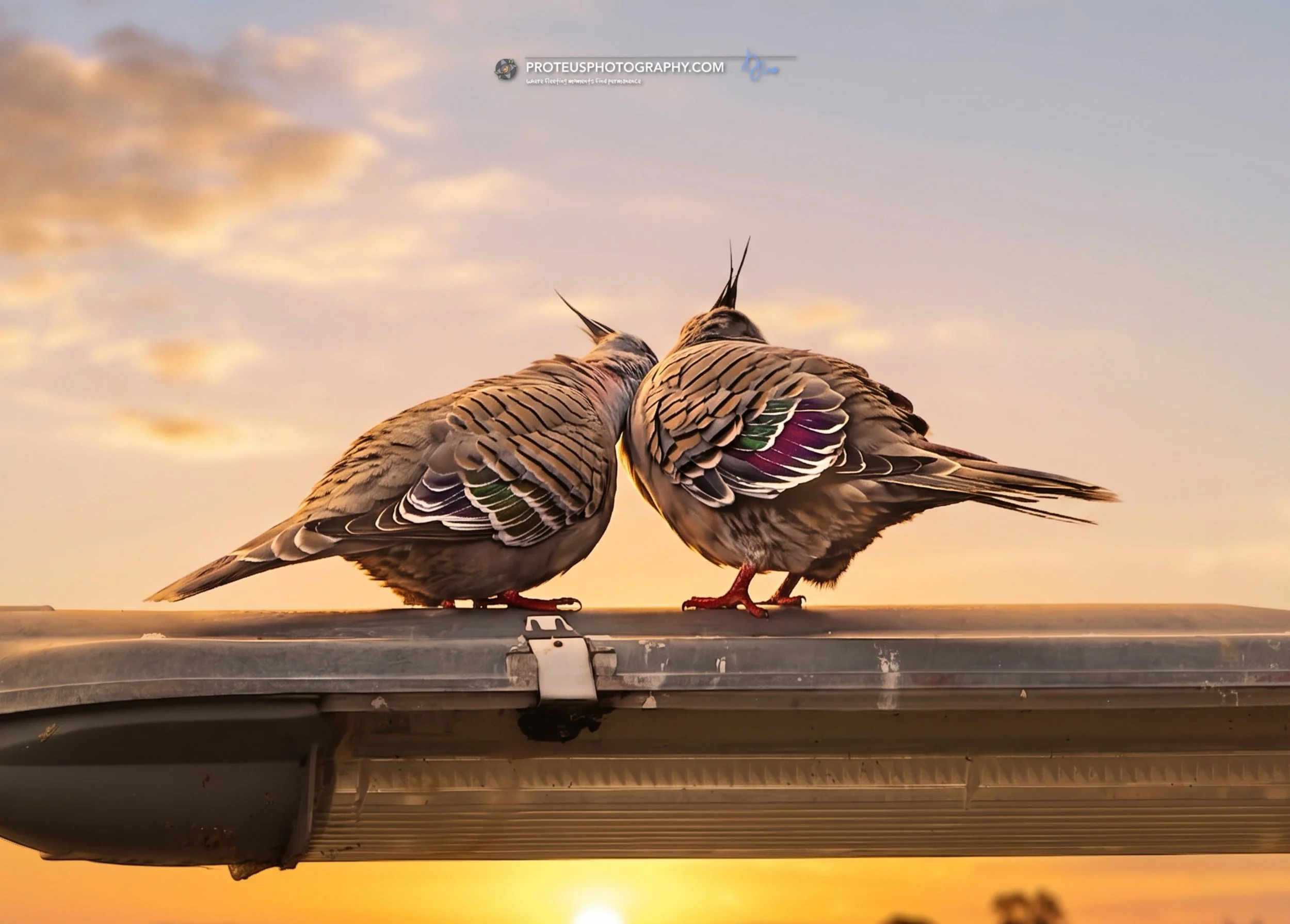 crested pigeon (ocyphaps lophotes)