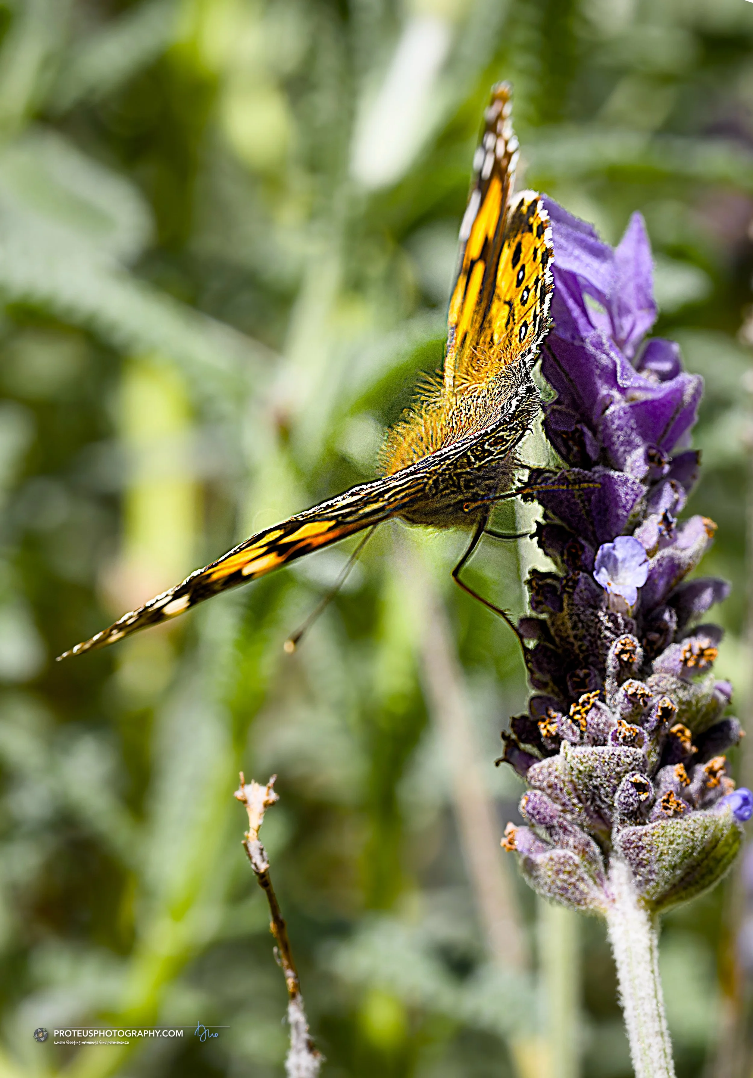 Australian painted lady butterfly (Vanessa kershawi)