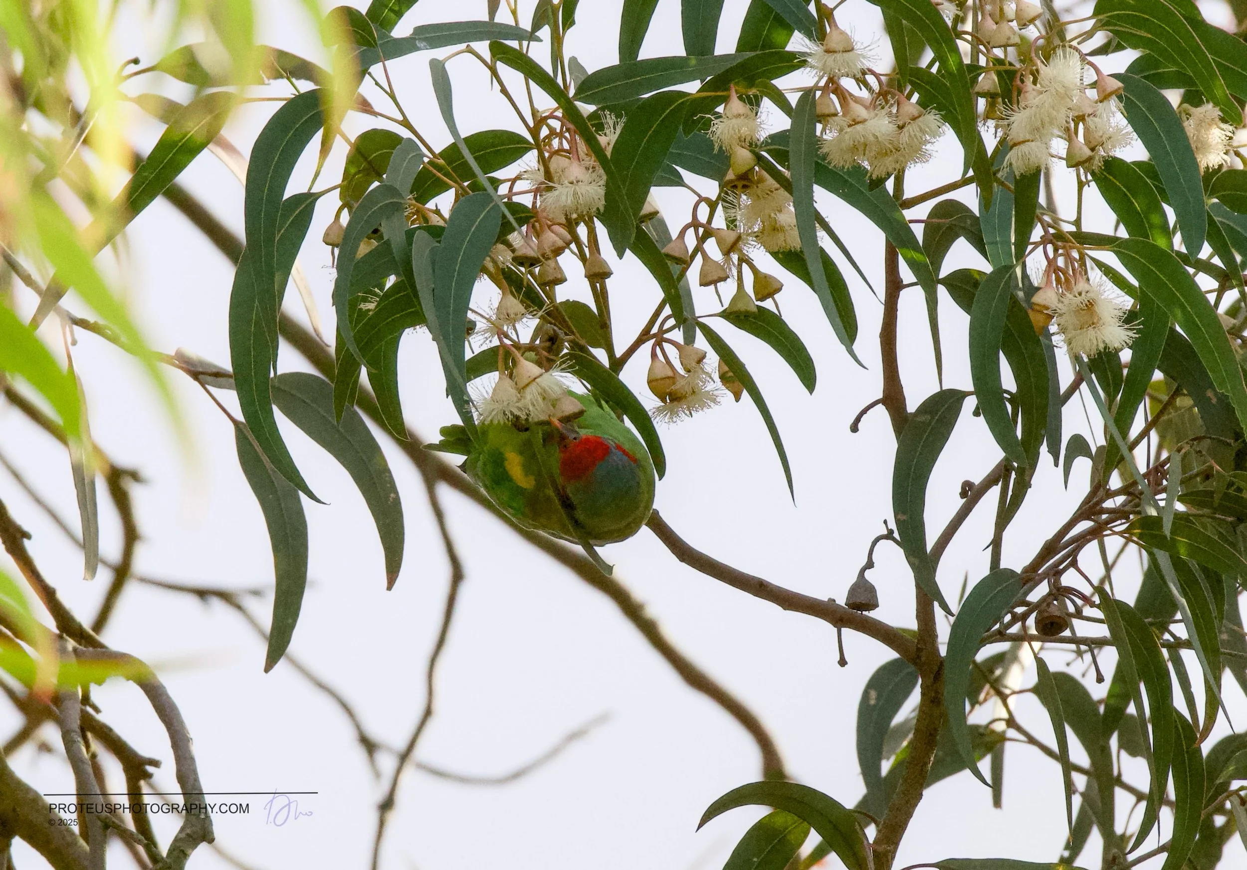 A colorful bird with green, red, and yellow plumage perched on a branch among green leaves and white flowers.