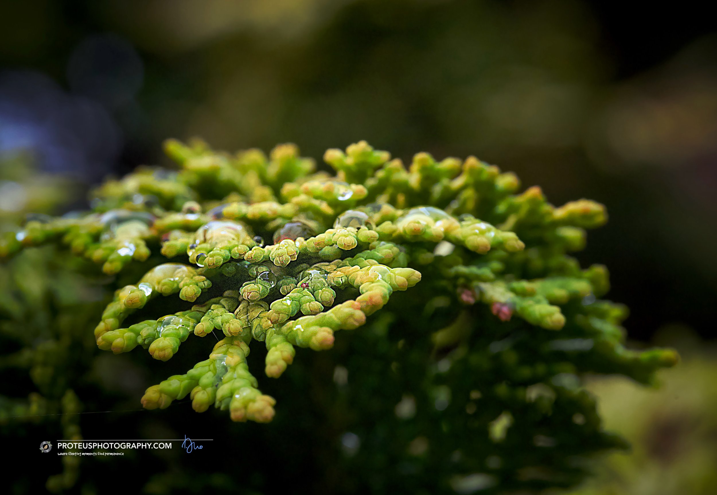 droplets like diamonds