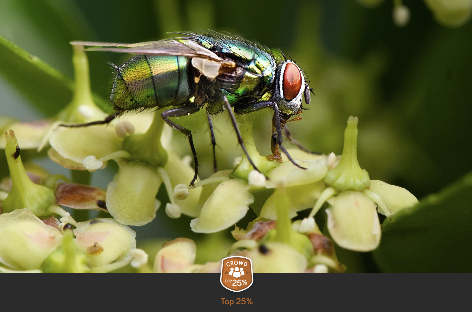 green bottle fly