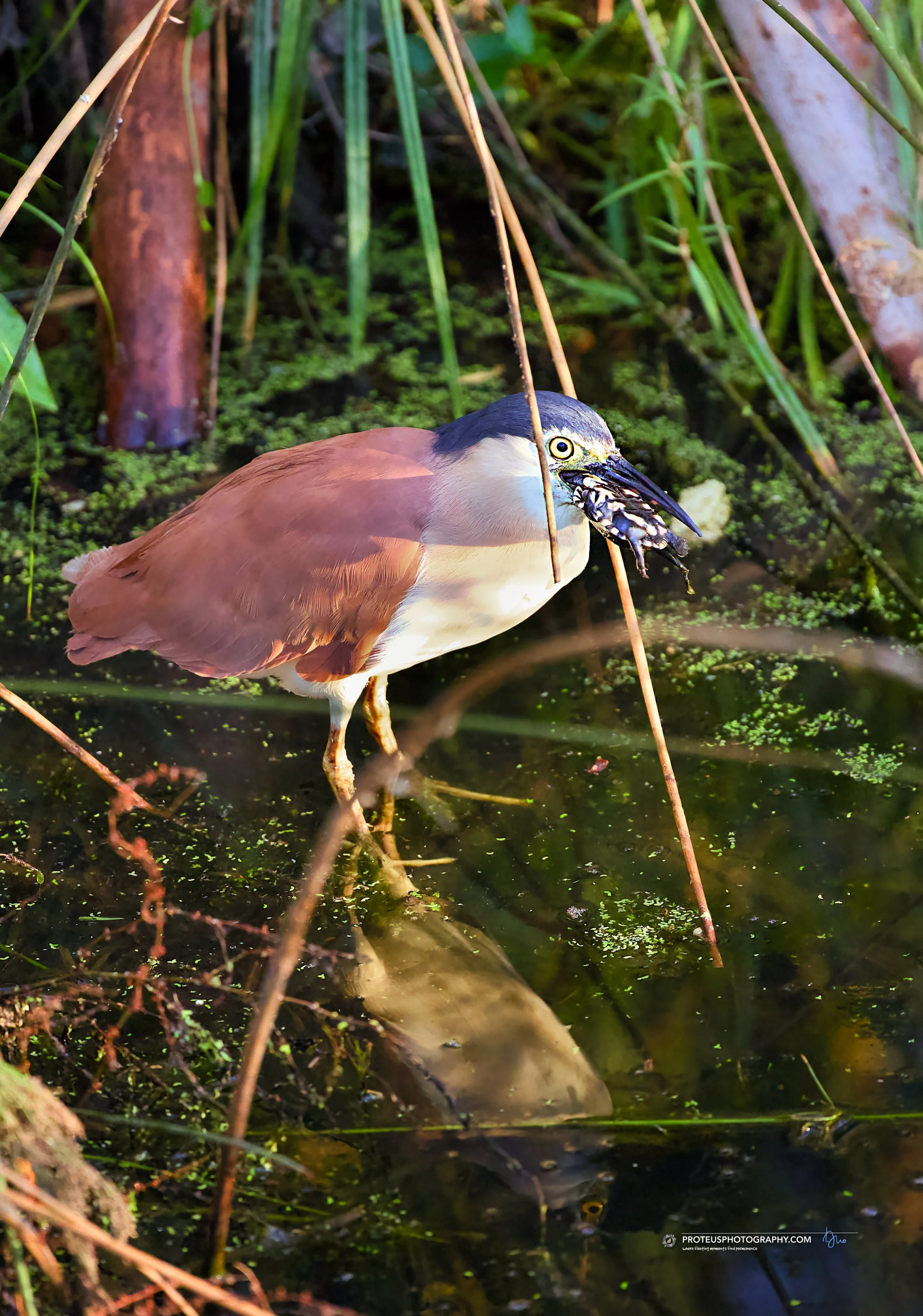 Nankeen night heron (Nycticorax caledonicus)