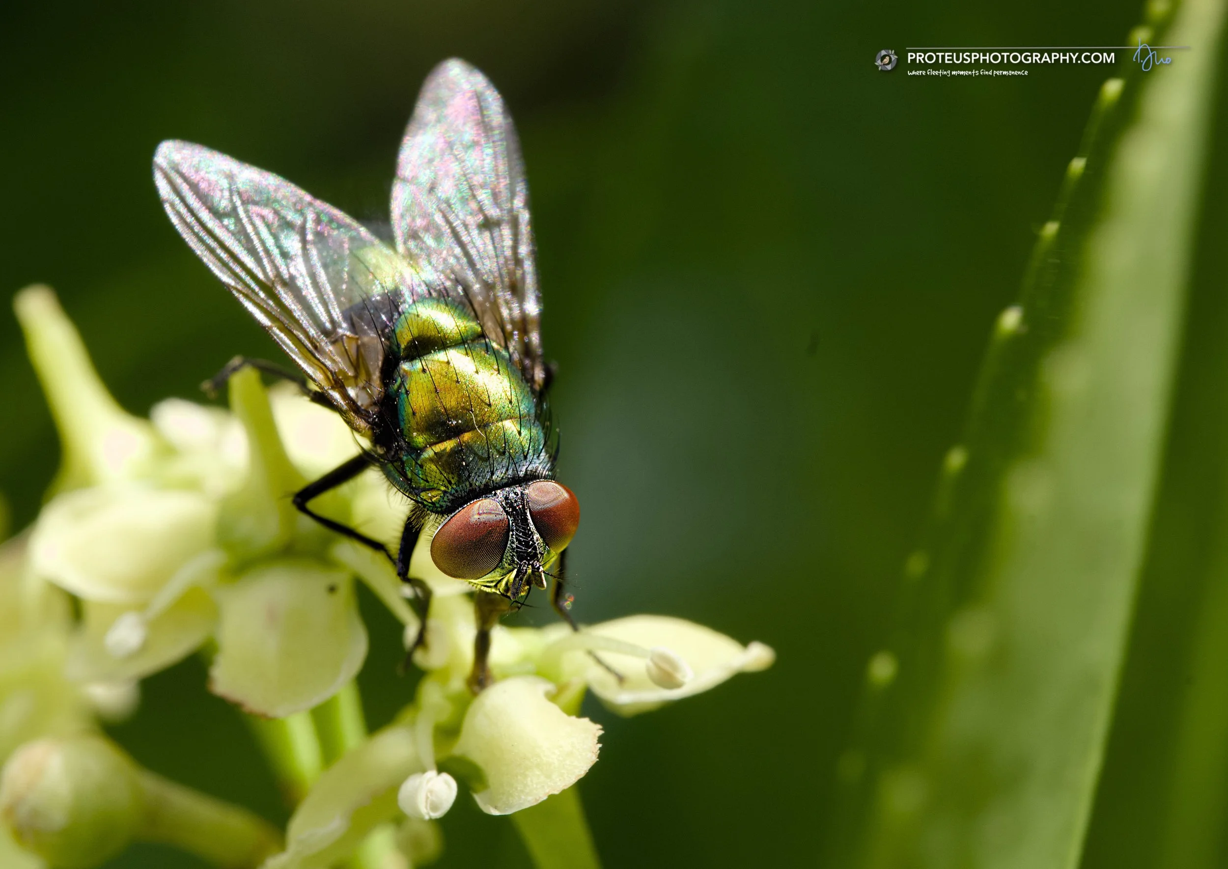 green bottle fly (lucilia sericata)