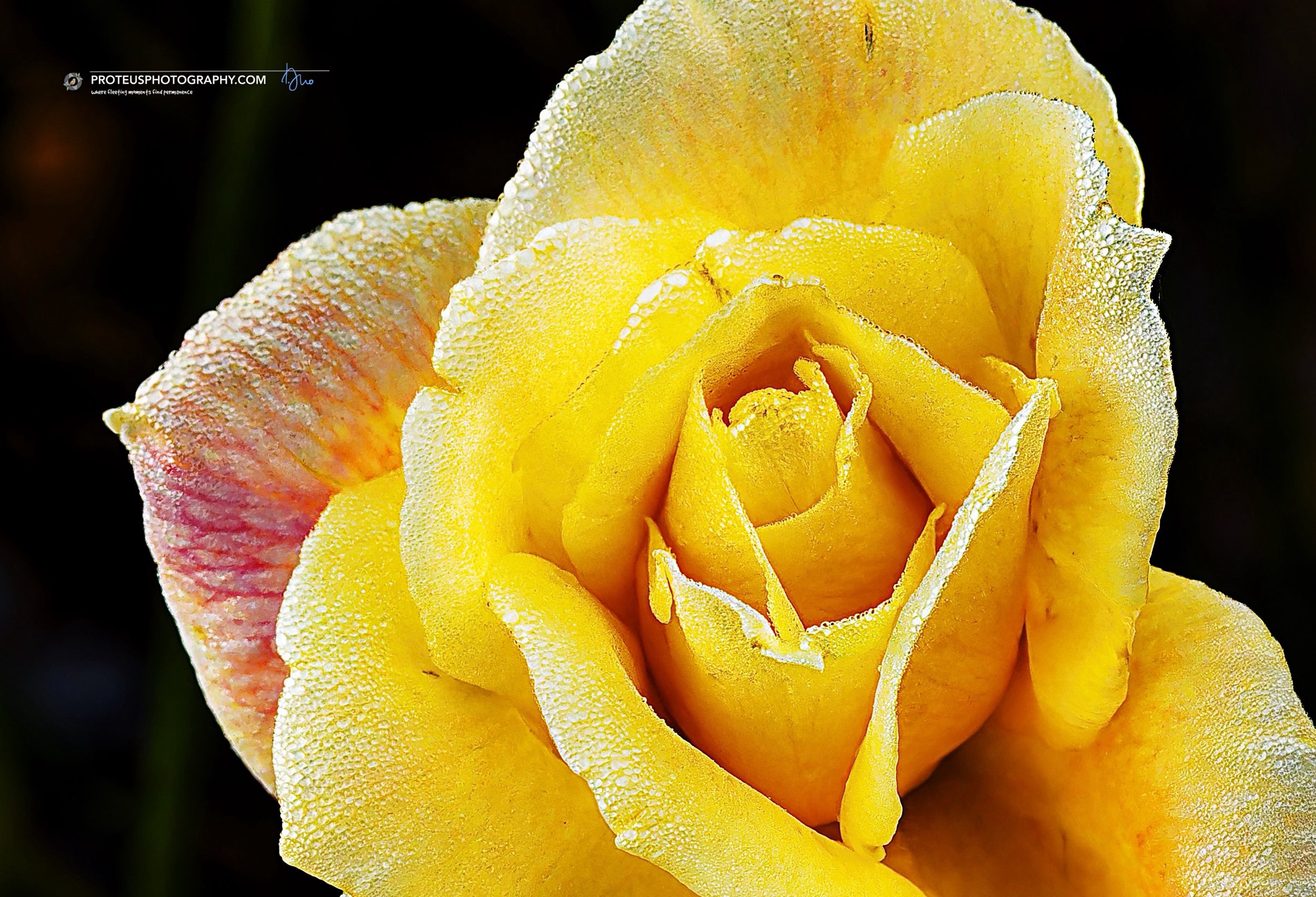 yellow garden rose