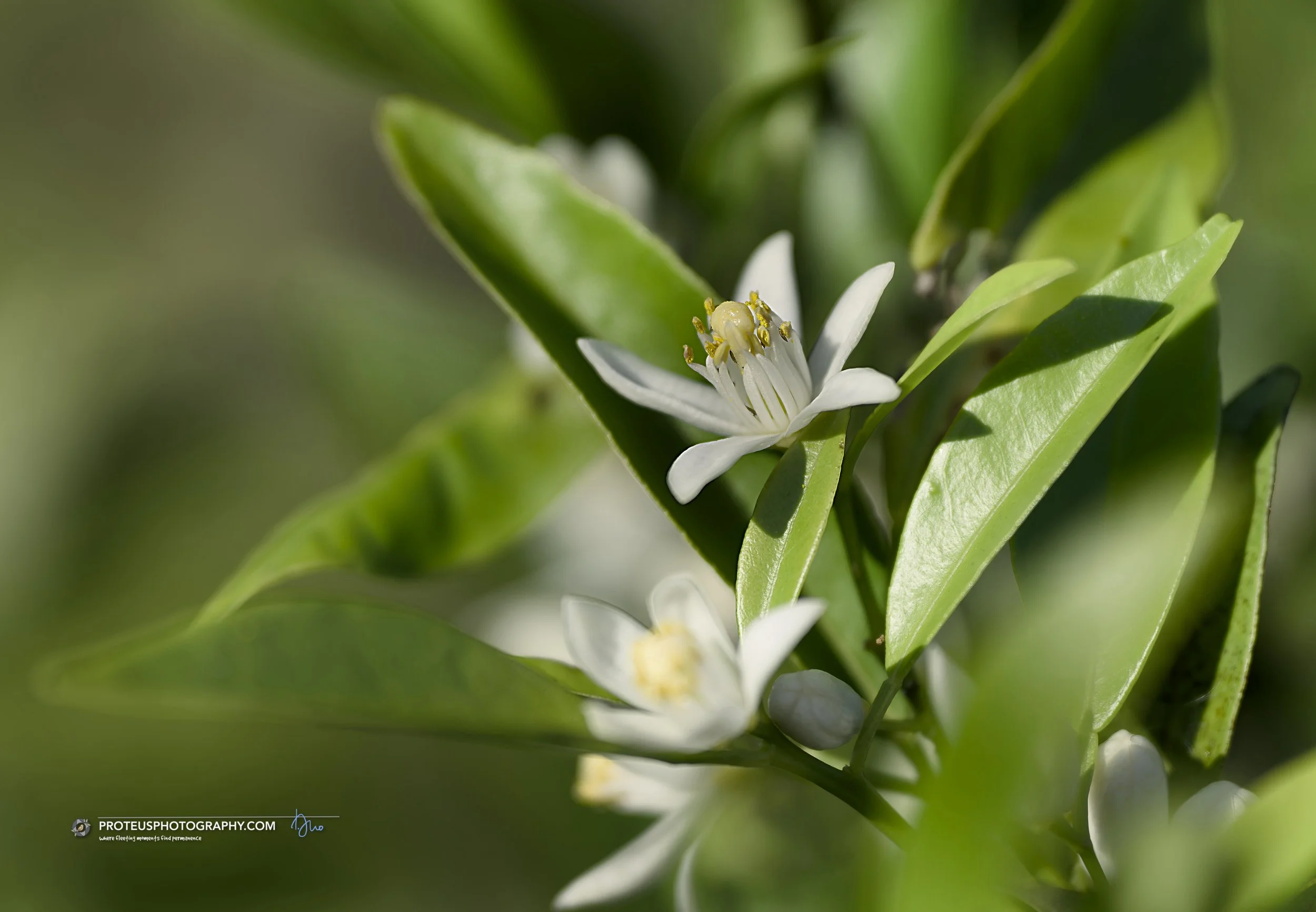 mandarin blossom - prominent, star-shaped blossoms feature five delicate, pure white petals curving slightly backward. At the center is a cluster of prominent pale yellow stamens carrying powdery golden pollen.