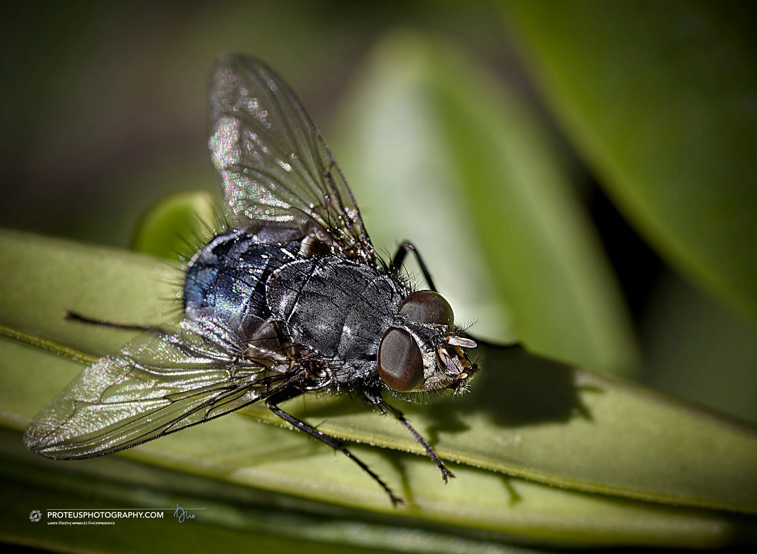 a bluebottle fly (calliphora species)