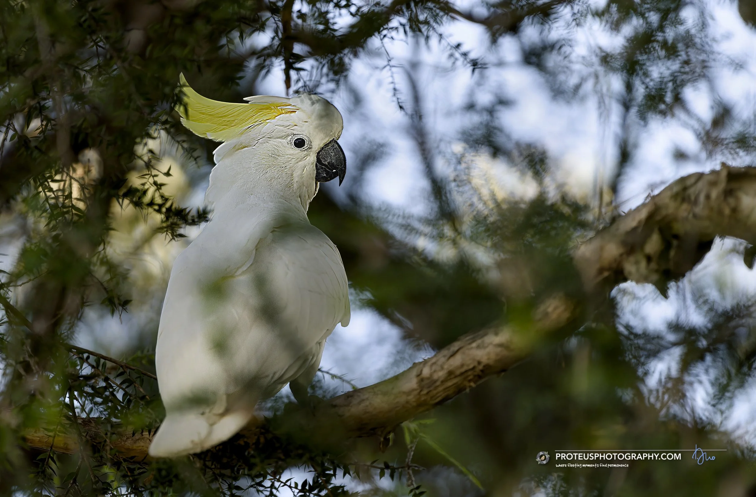 sulphur-crested cockatoo (cacatua galerita)