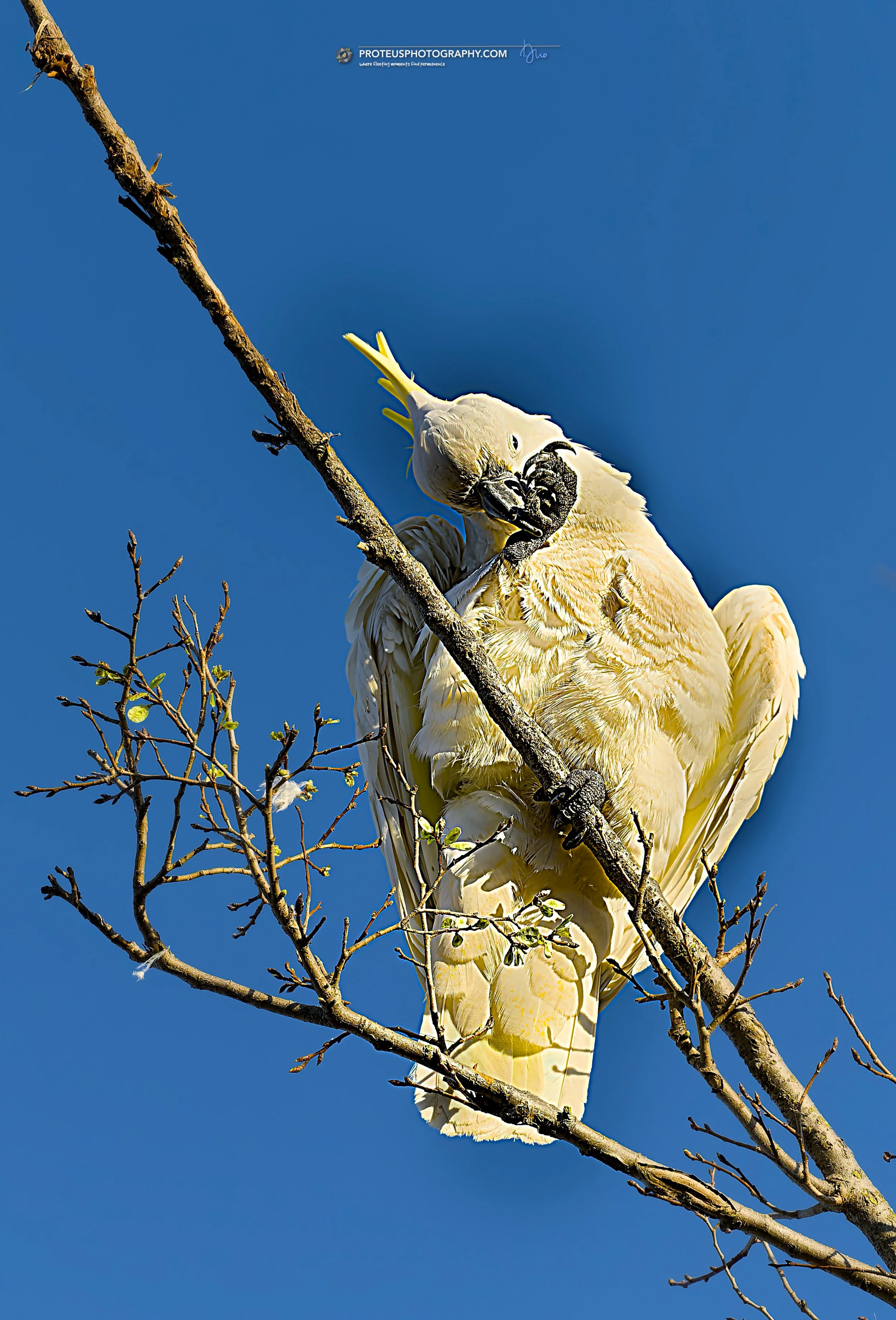 sulphur-crested cockatoo (cacatua galerita)