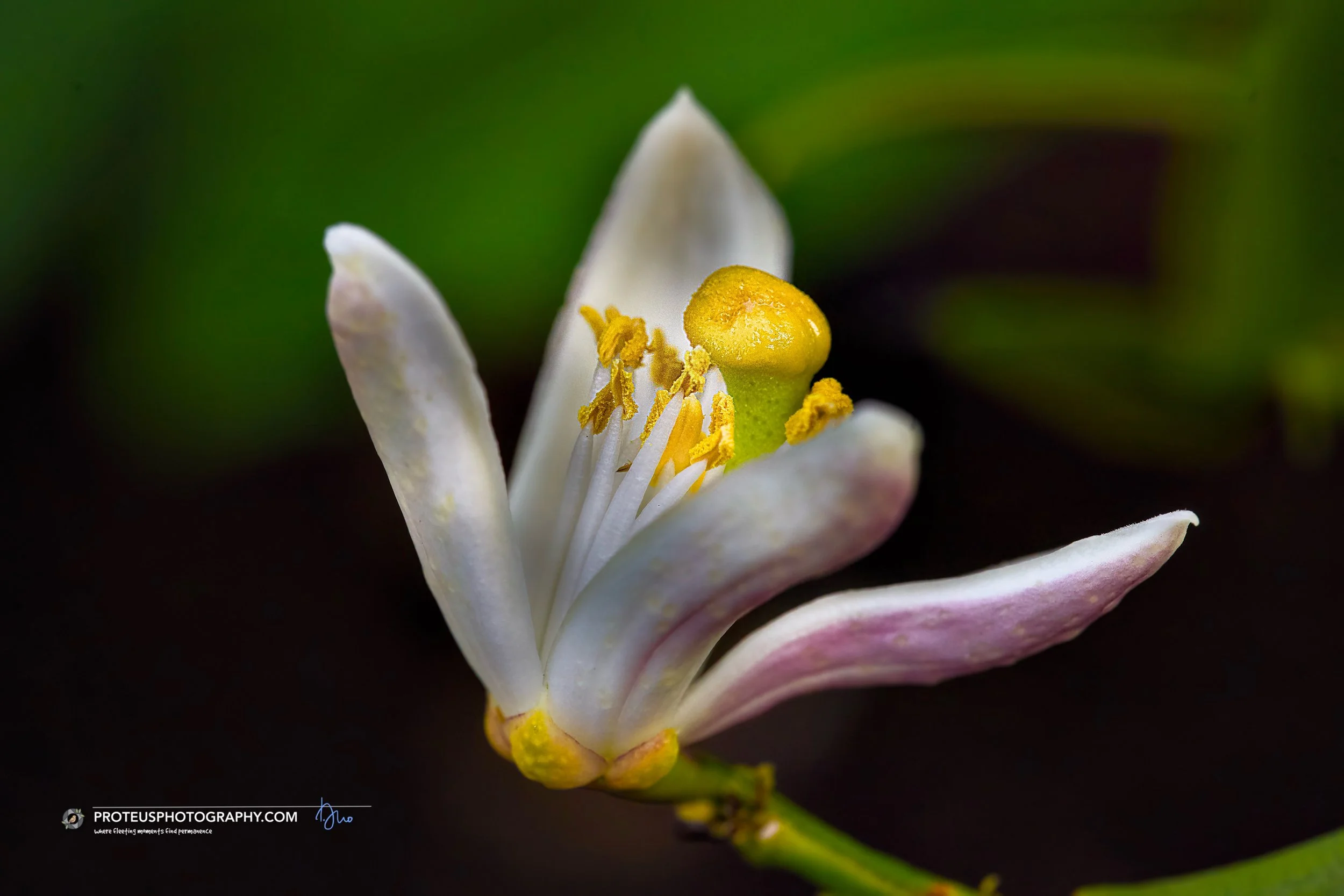 Close-up of a blooming white flower with yellow stamens and green pistil against a dark background.