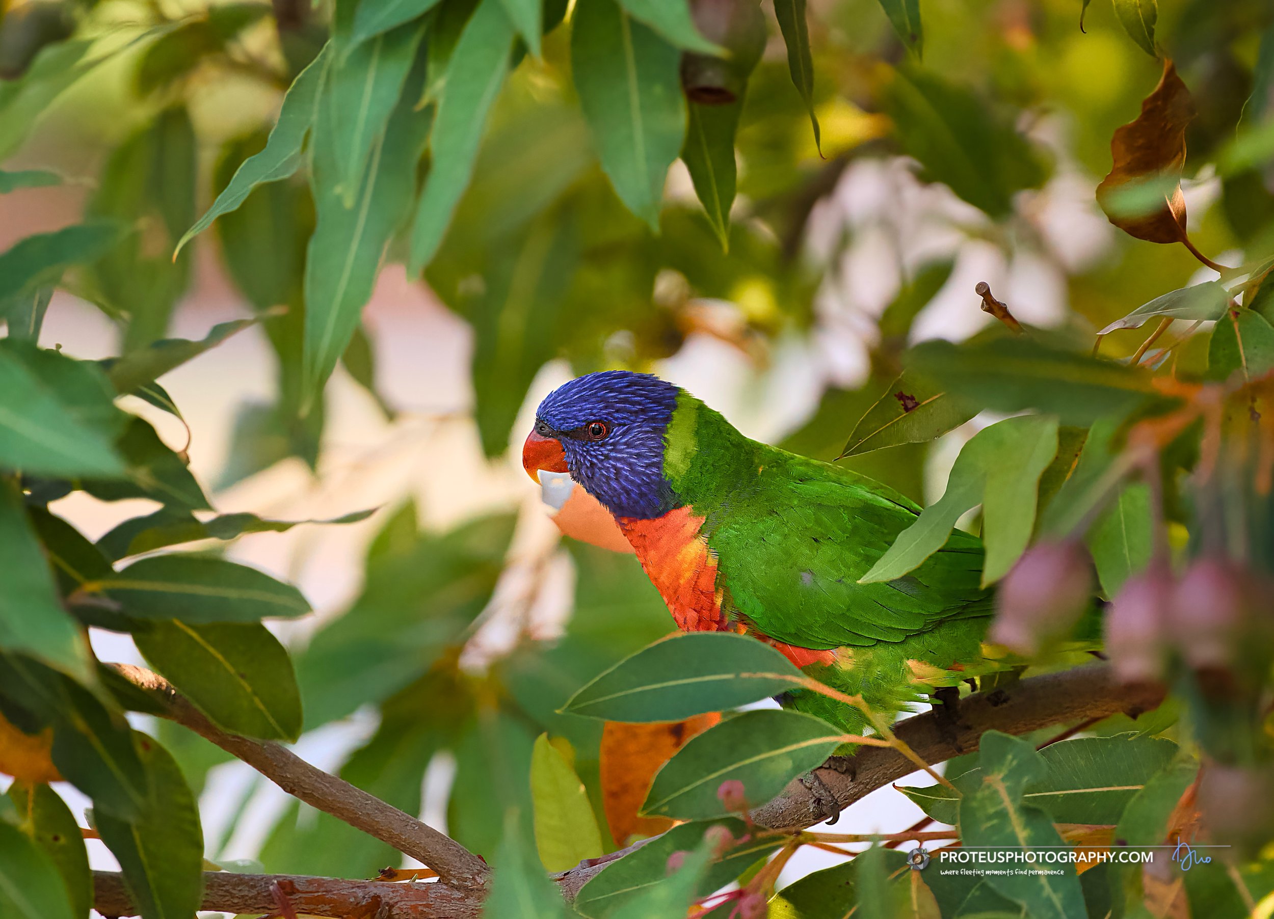 rainbow lorikeet (trichoglossus moluccanus)