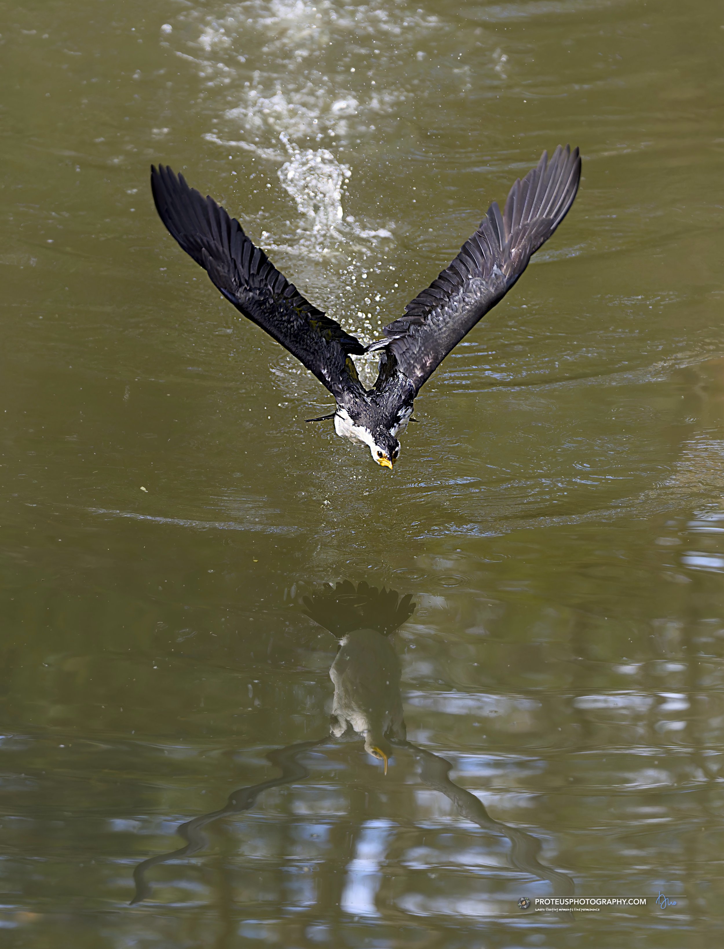 Australian pied cormorant (Phalacrocorax varius)