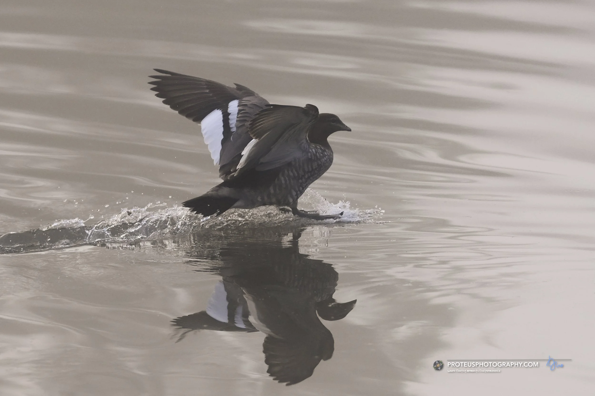 duck in flight