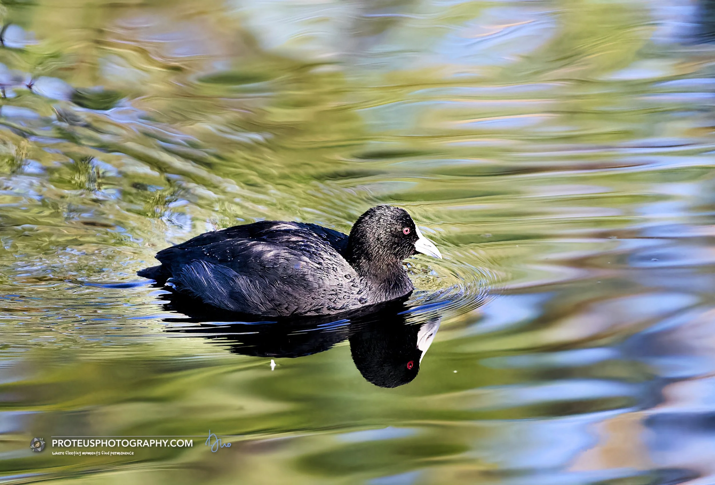 Coot