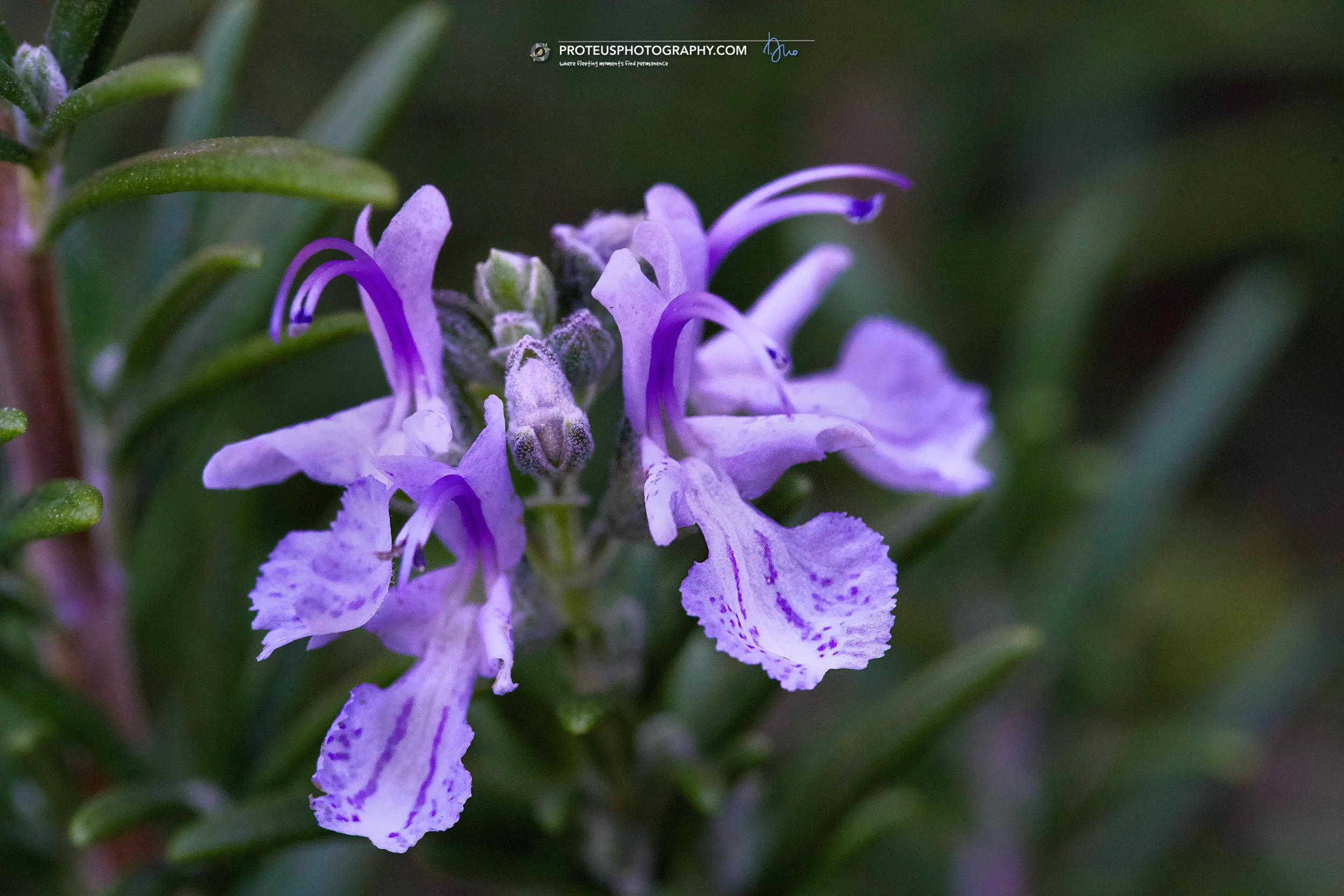 bloom from the rosemary (salvia rosmarinus, previously Rosmarinus officinalis)