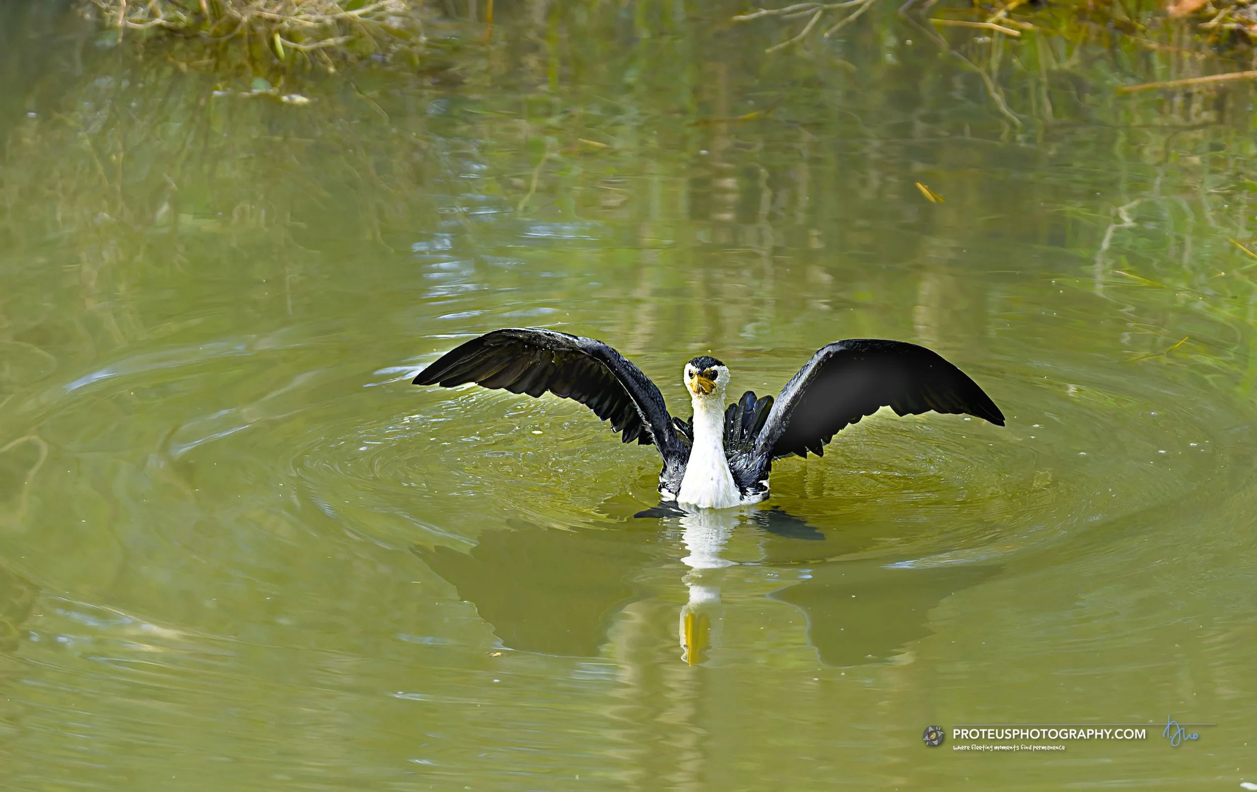 Australian pied cormorant (Phalacrocorax varius)
