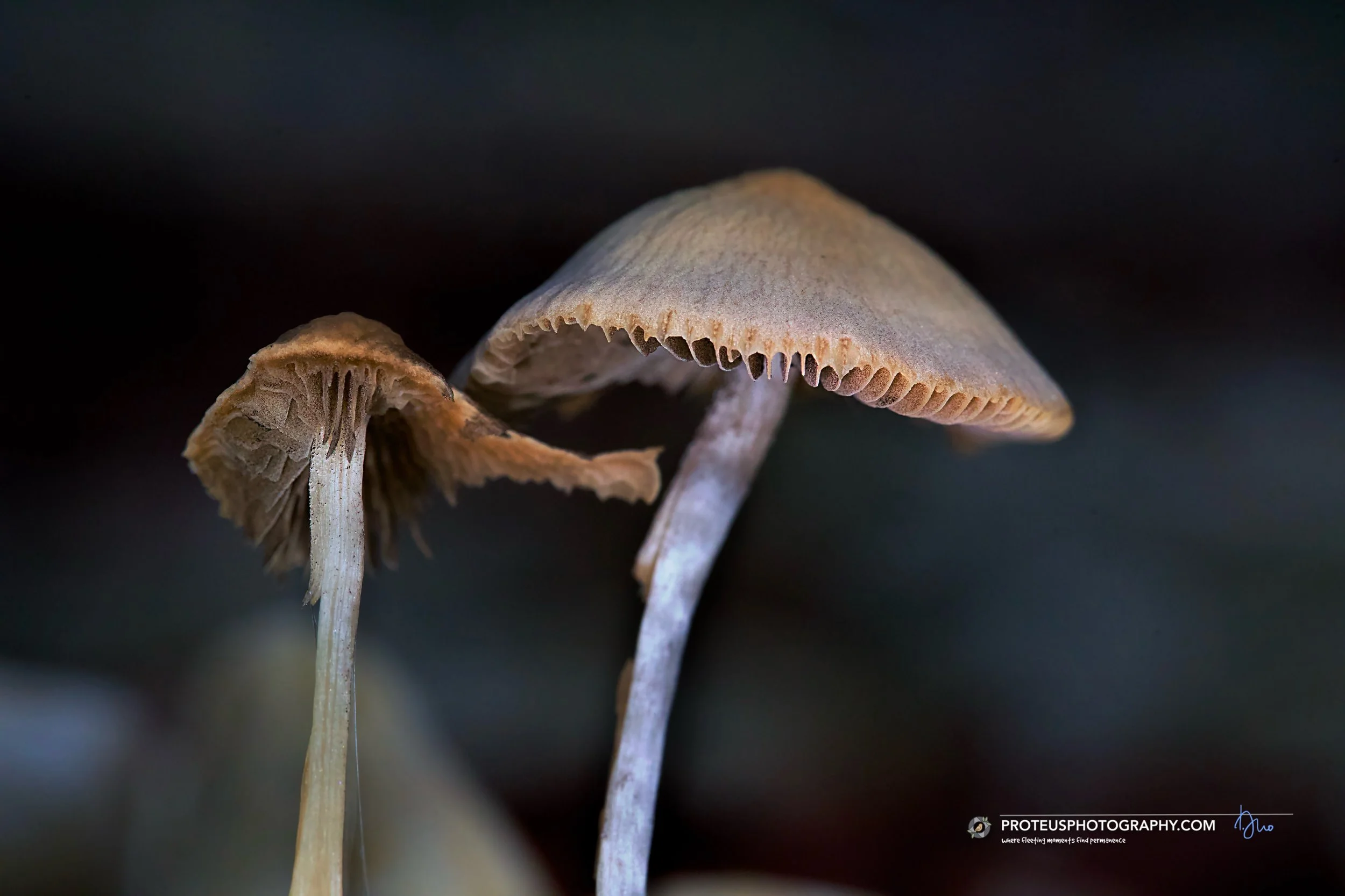 possible magic mushroom?