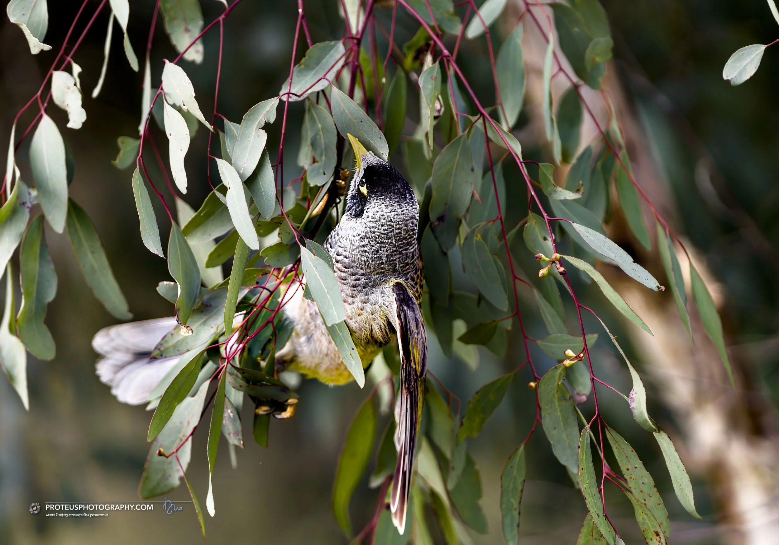 noisy miner