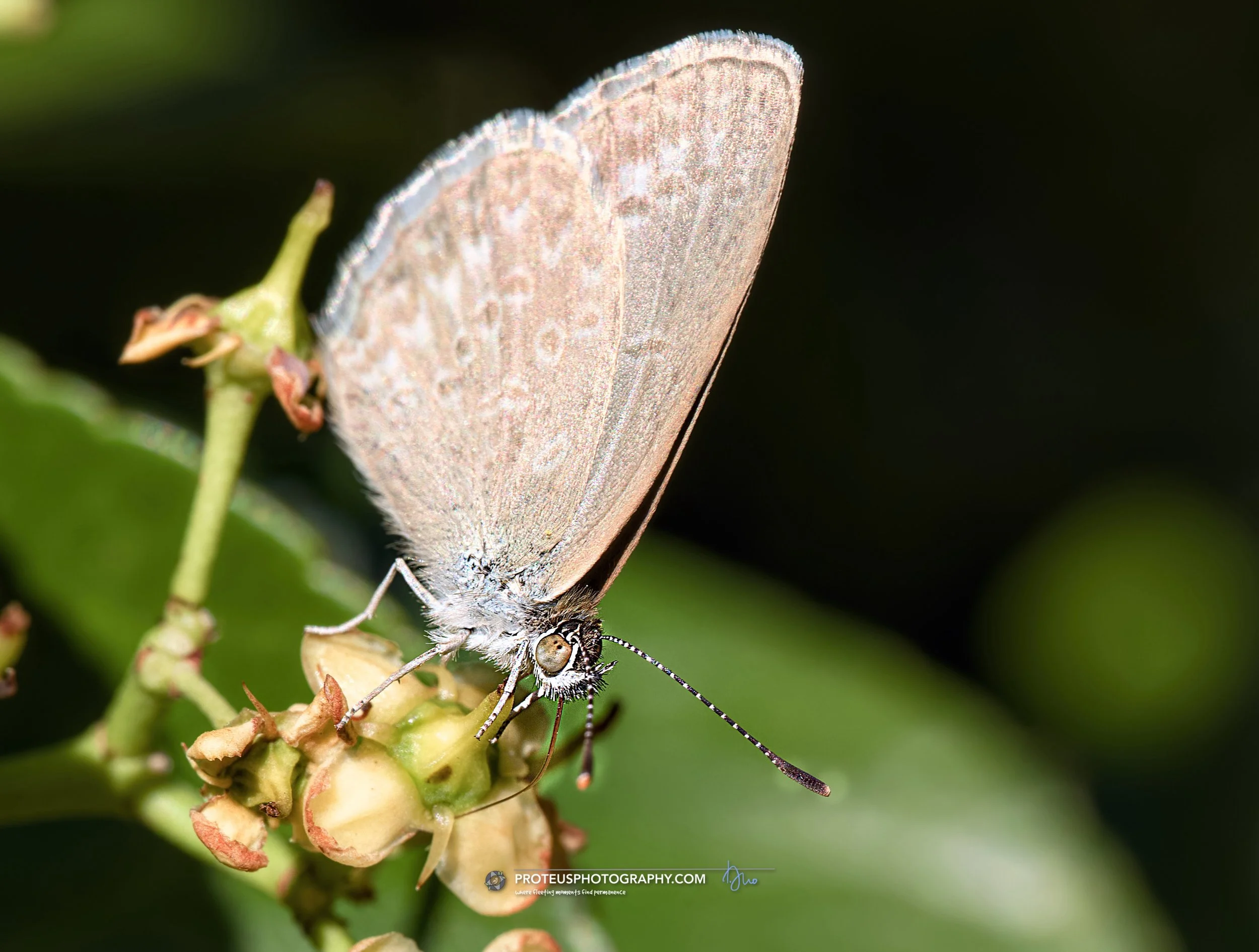 grass-blue butterfly (zizina labradus or zizina otis ssp. labradus)