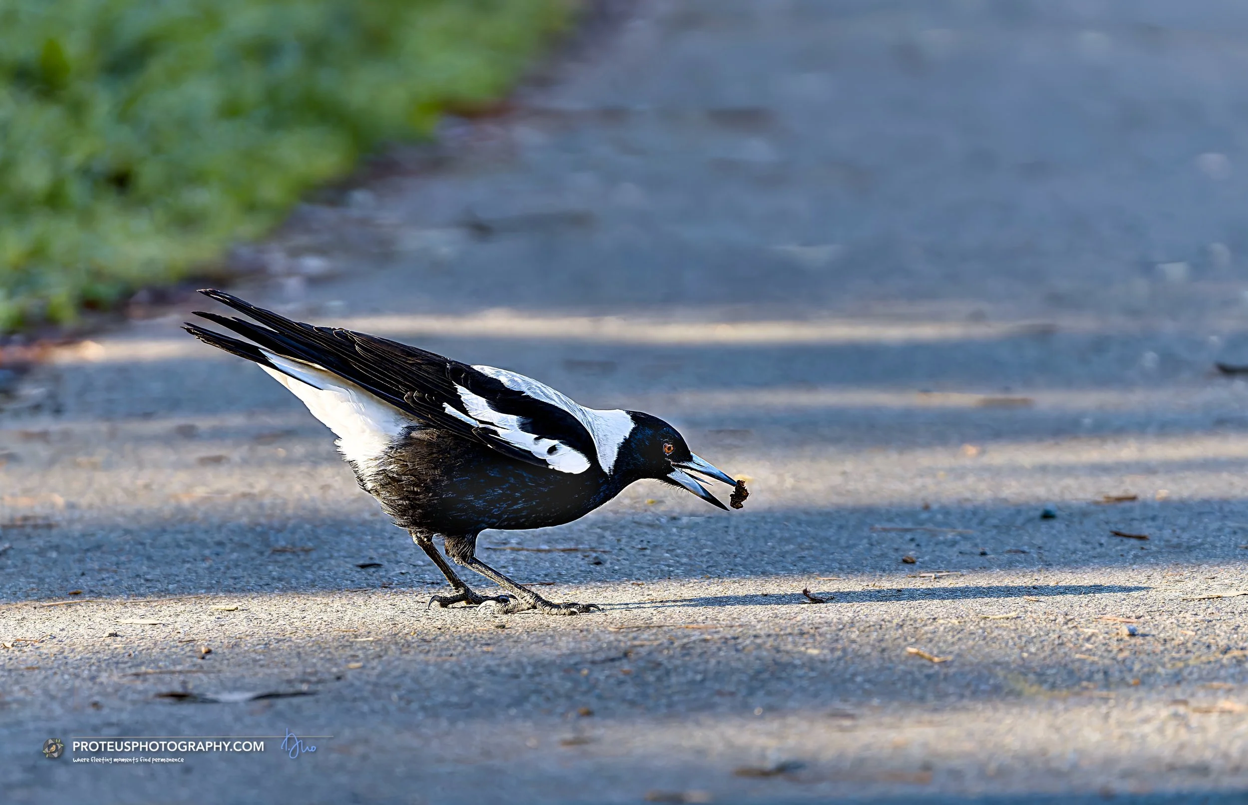 magpie (gymnorhina tibicen)