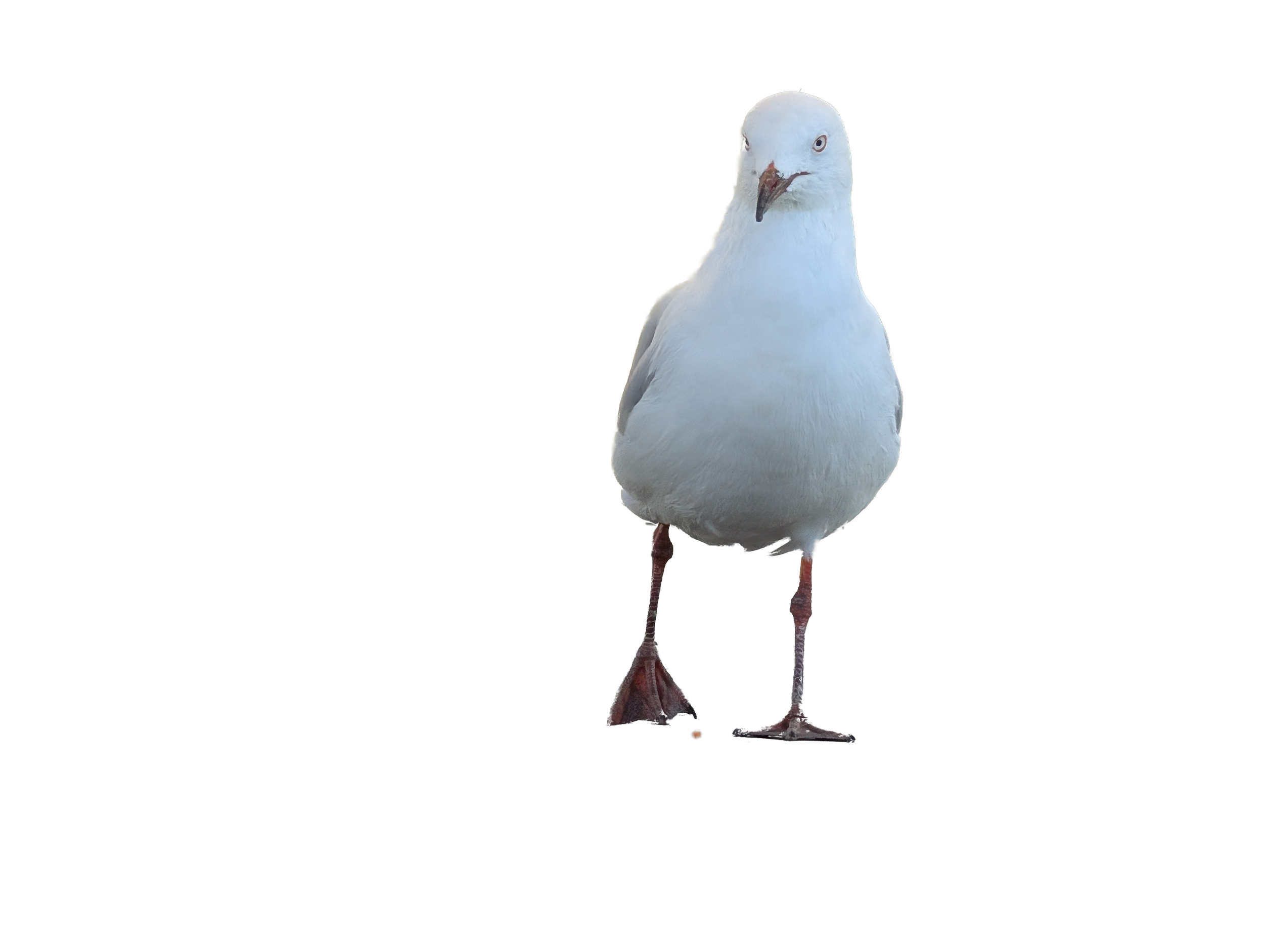 A white seagull standing on a black background