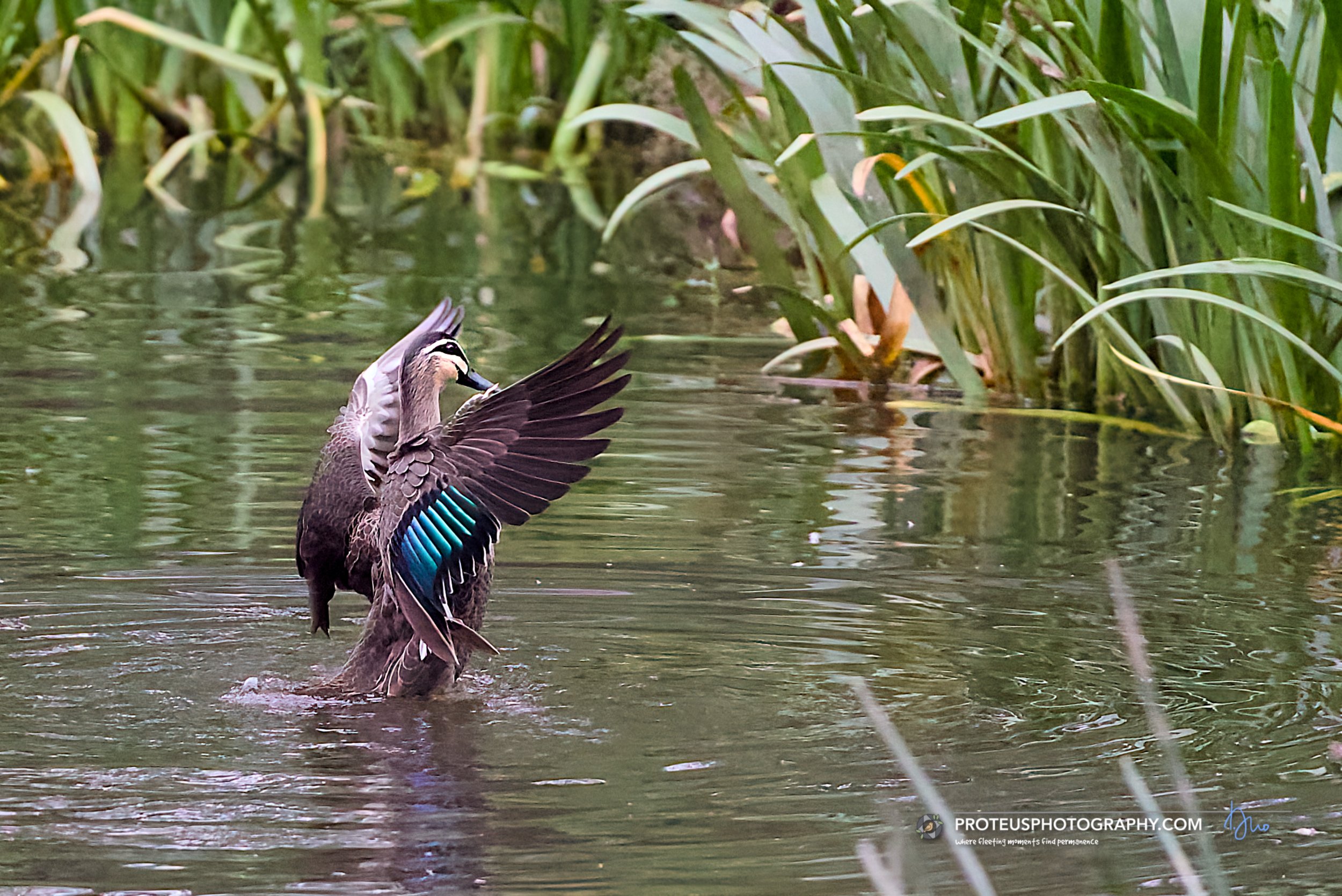 A duck with expanded wings on a body of water surrounded by tall green plants.