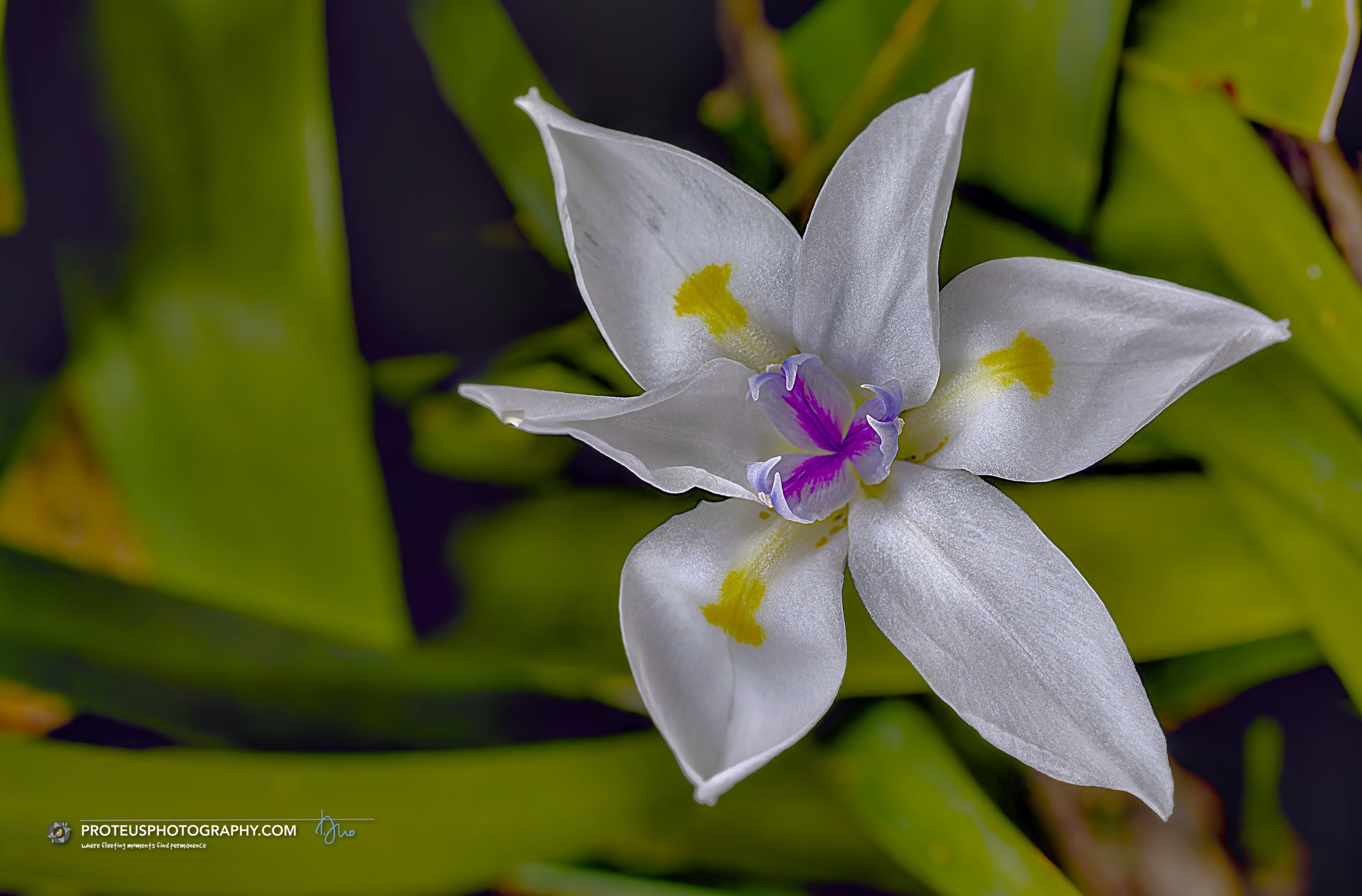 Fortnight Lily tends to bloom heavily in bursts that repeat roughly every two weeks during the warmer spring and summer months.