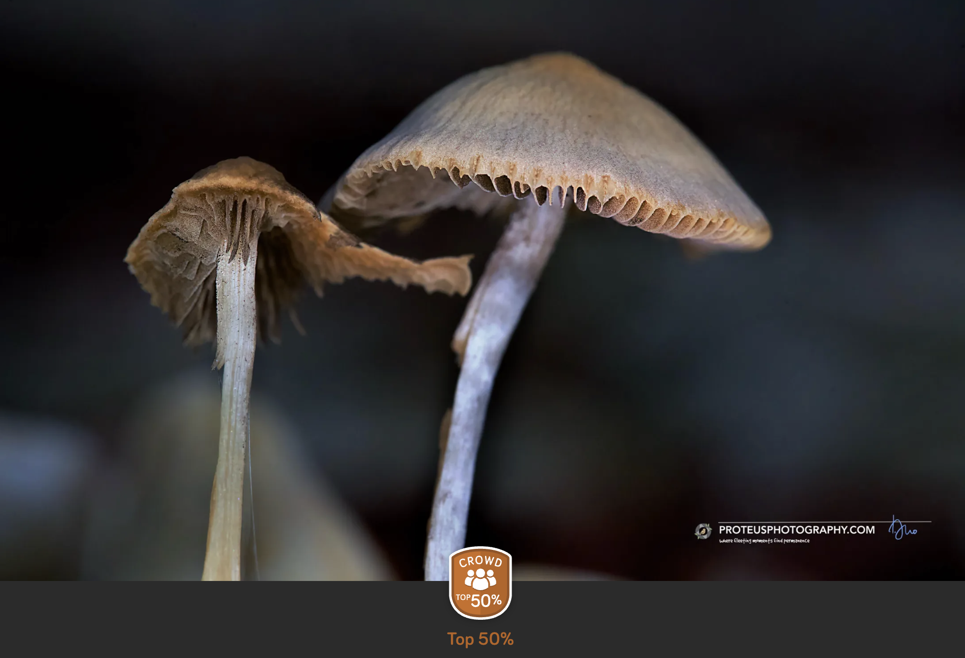 mushroom