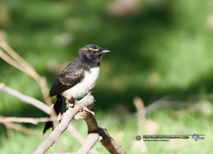 Willie wagtail (Rhipidura leucophrys). 