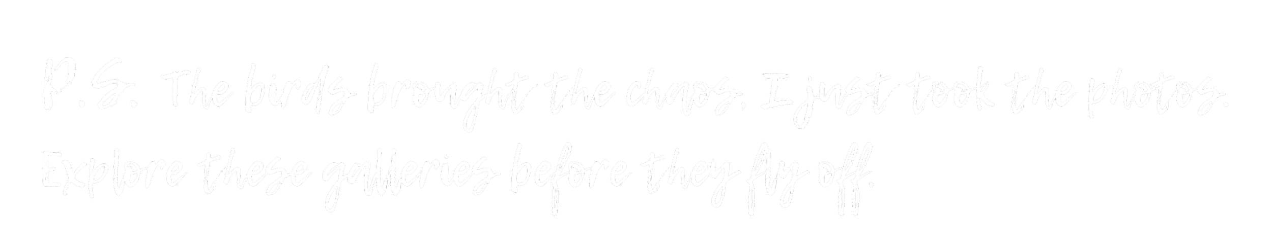 Black background with white handwritten-style text that reads, "P.S. The birds brought the chaos. I just took the photos. Explore these galleries before they fly off."