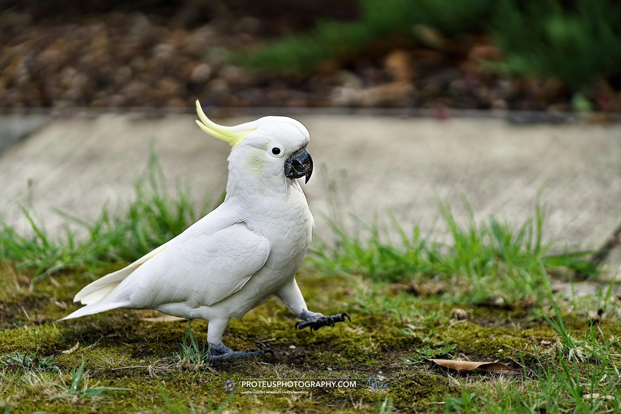 sitting pretty is a sulphur-crested cockatoo (cacatua galerita)