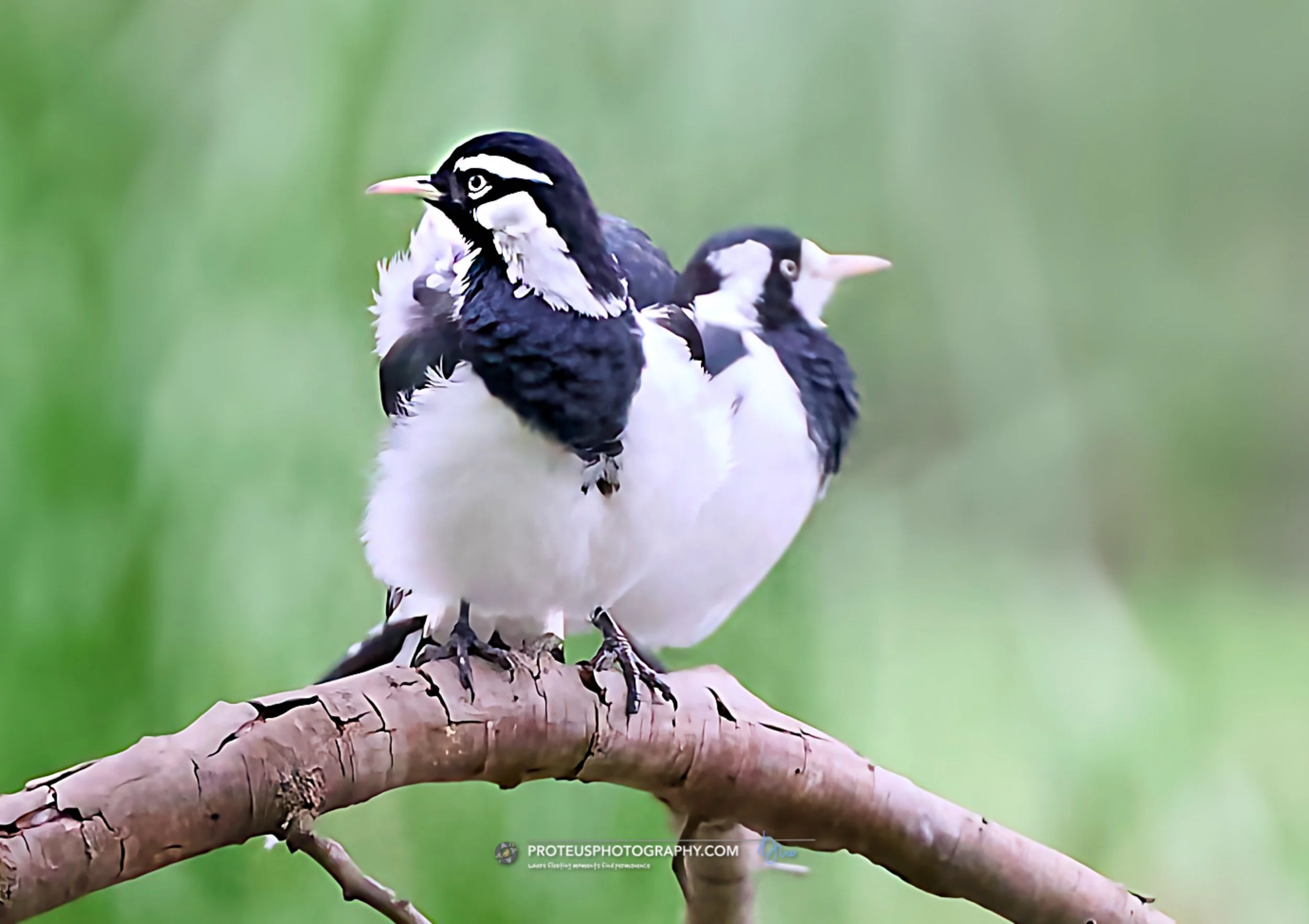 Magpie-larks (Grallina cyanoleuca)