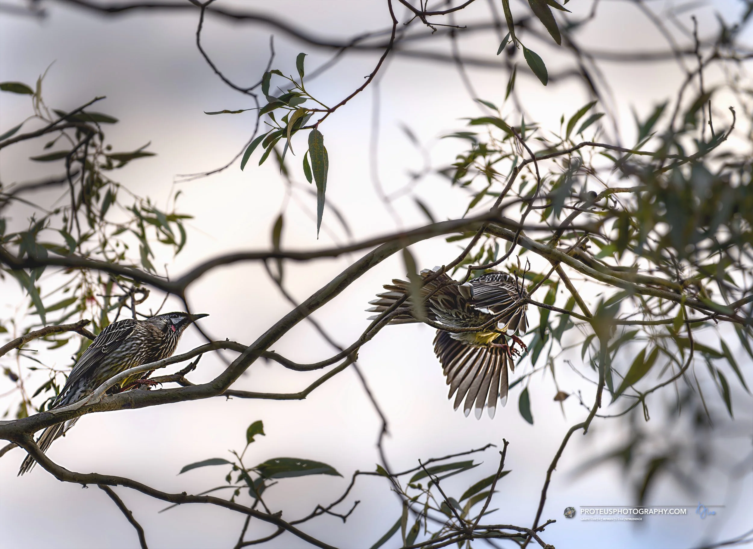 Red Wattlebird (Anthochaera carunculata) startled