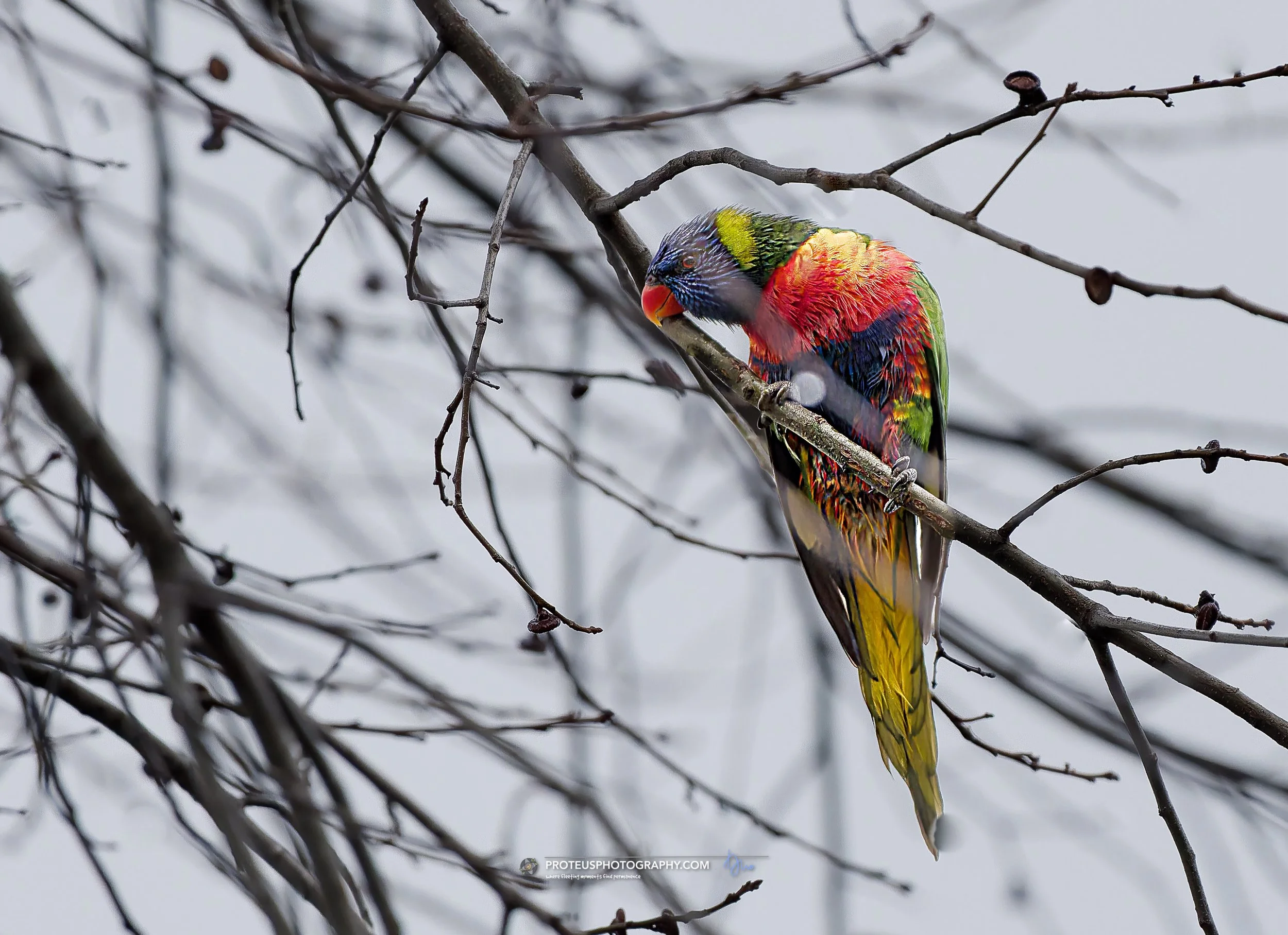 rainbow lorikeet (trichoglossus moluccanus)