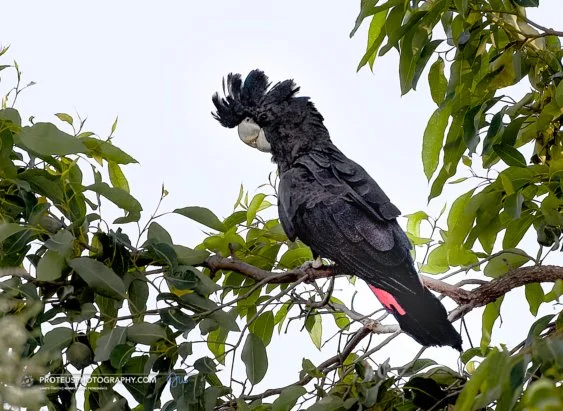 black cockatoo (male)