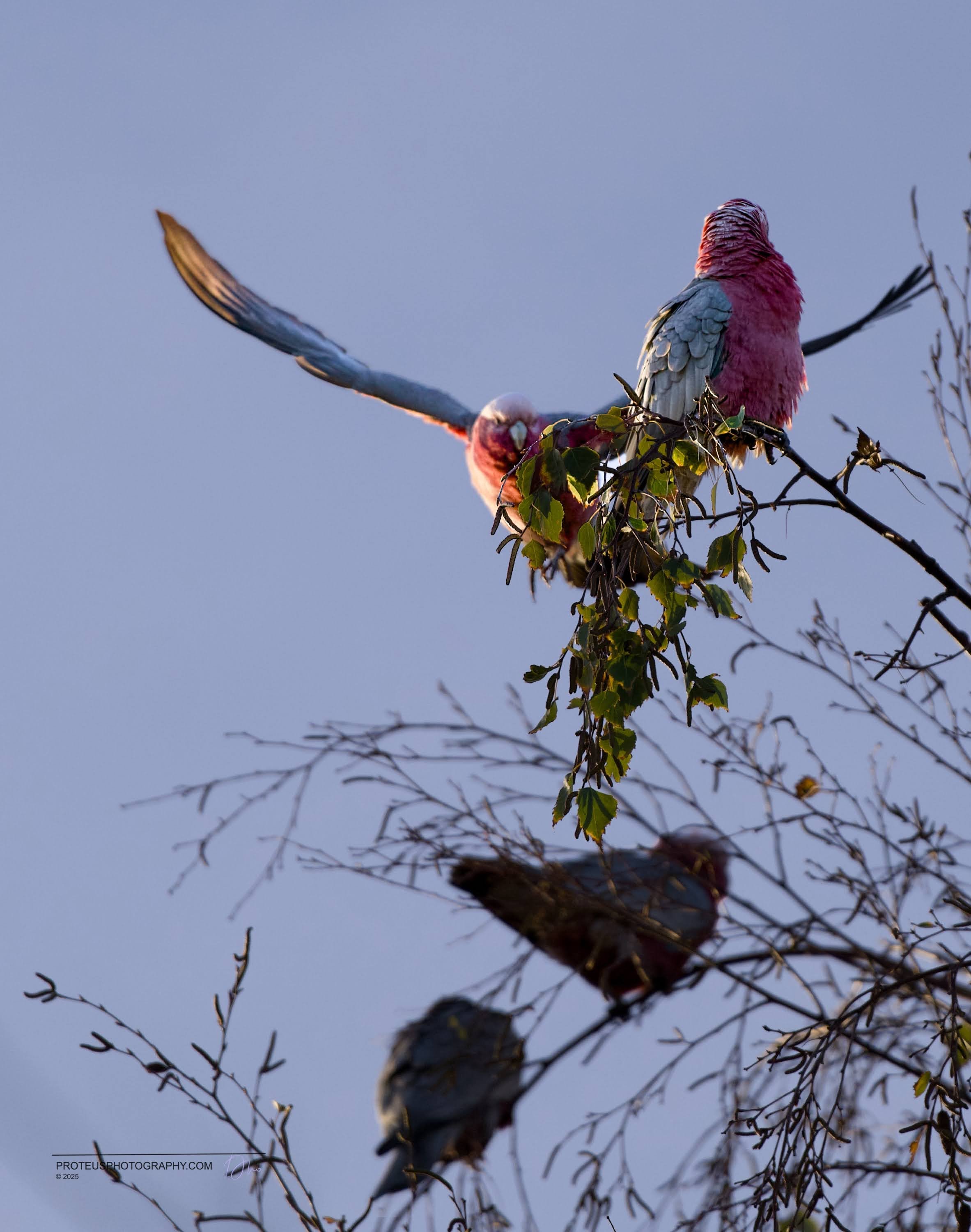 Pink and gray galahs perched on tree branches against a clear sky.