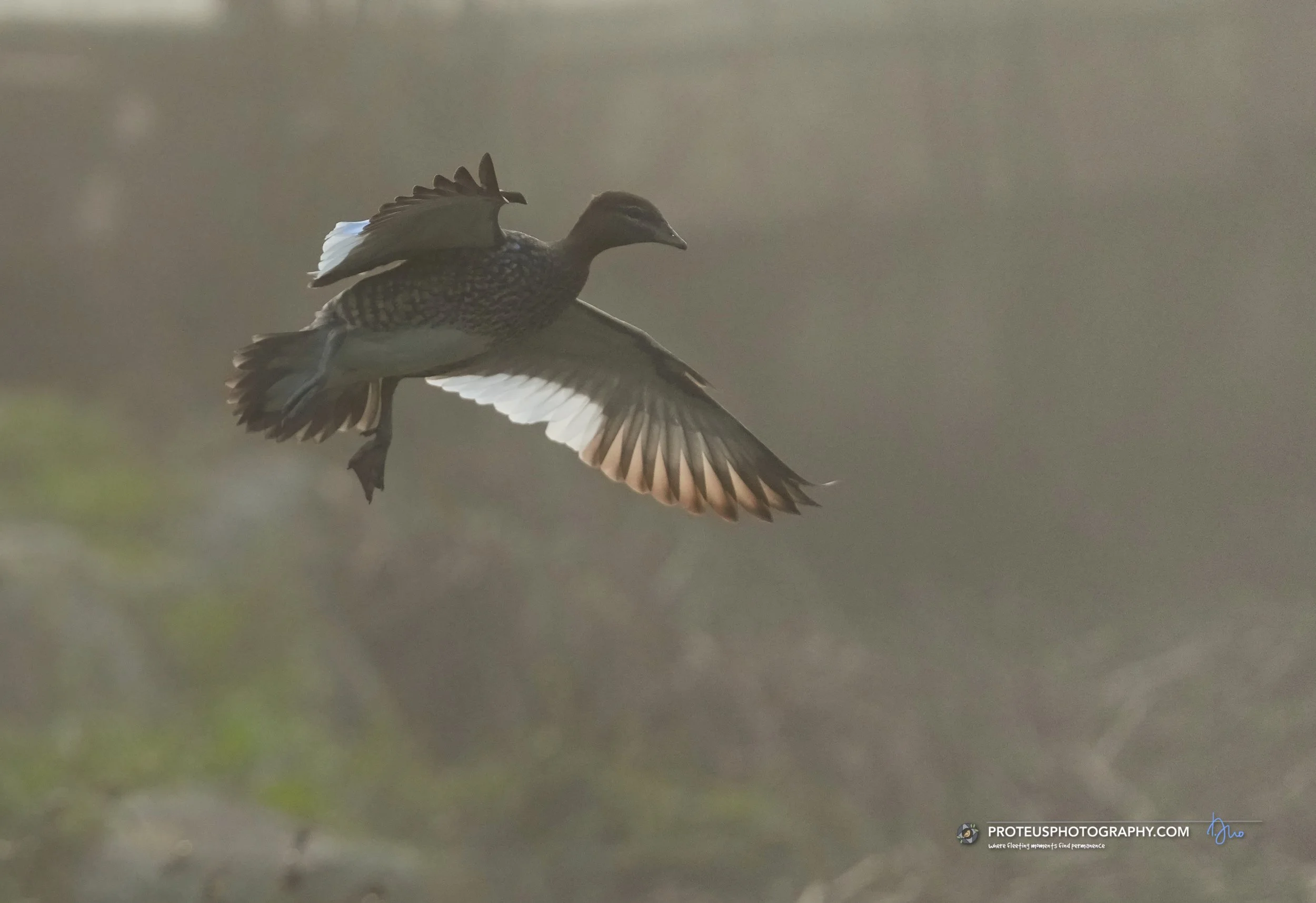 duck in flight