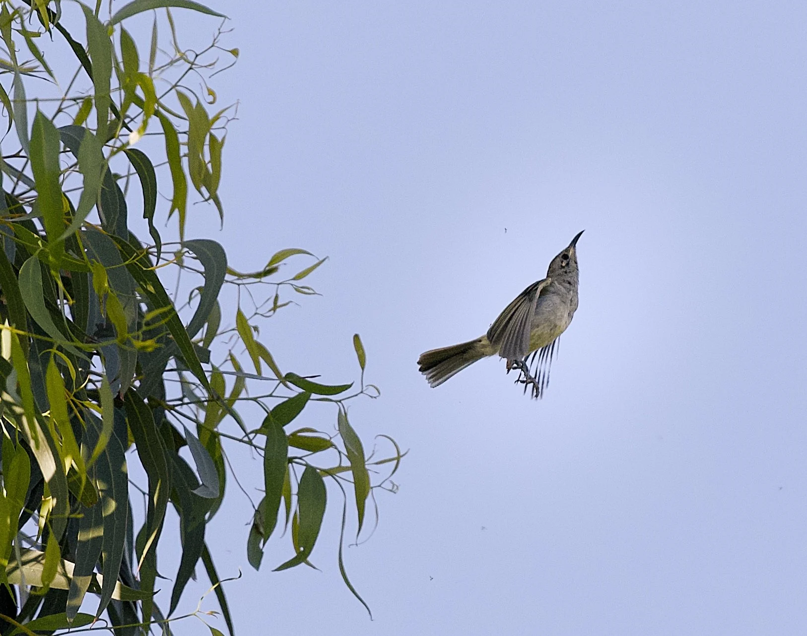 new holland honeyeater in flights