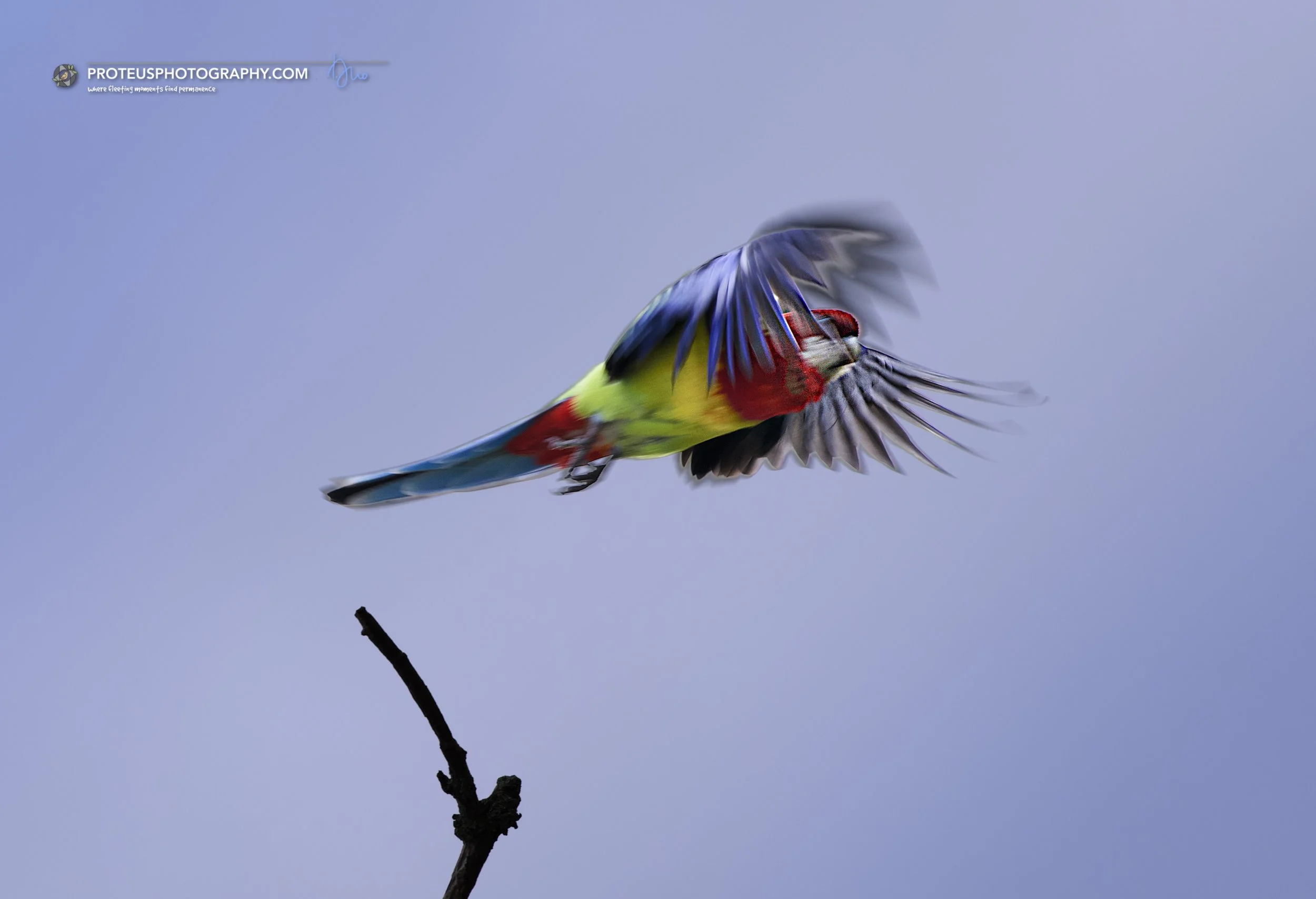 flying rosella