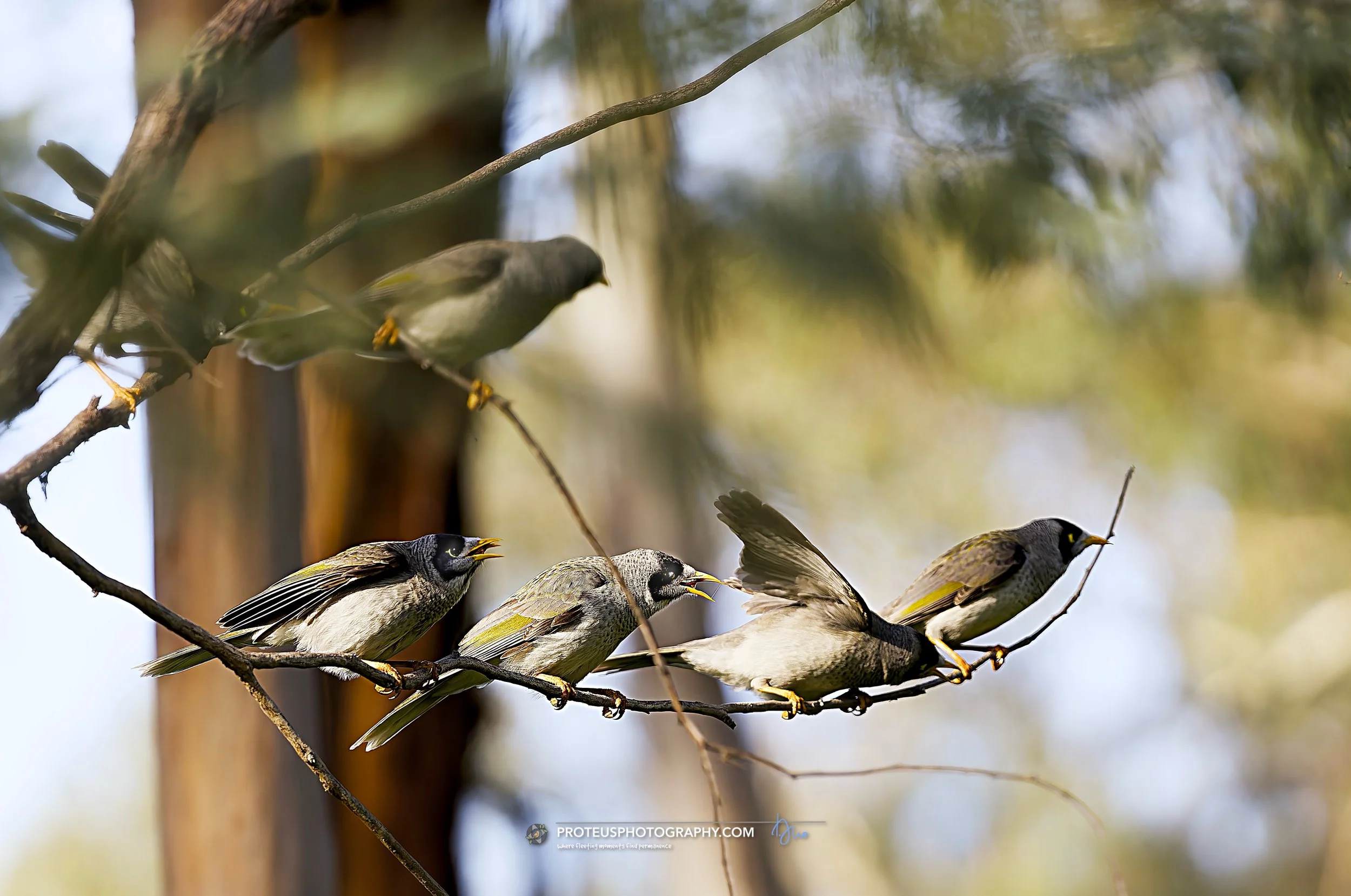 noisy miners excited
