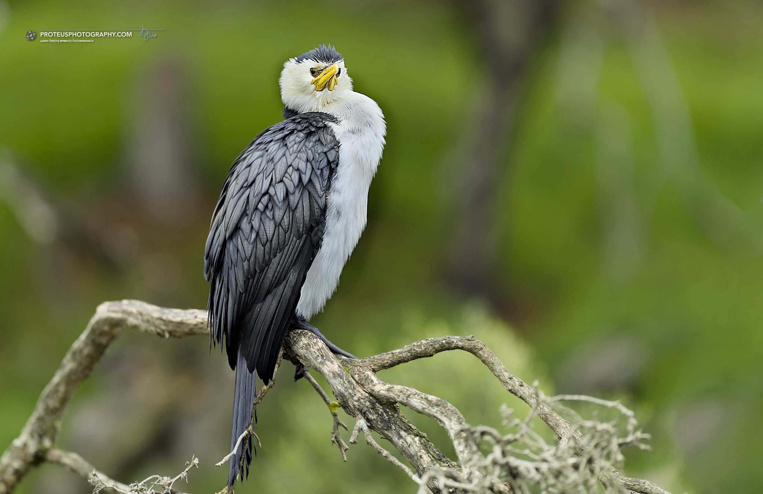 A cormorant is perched on a branch