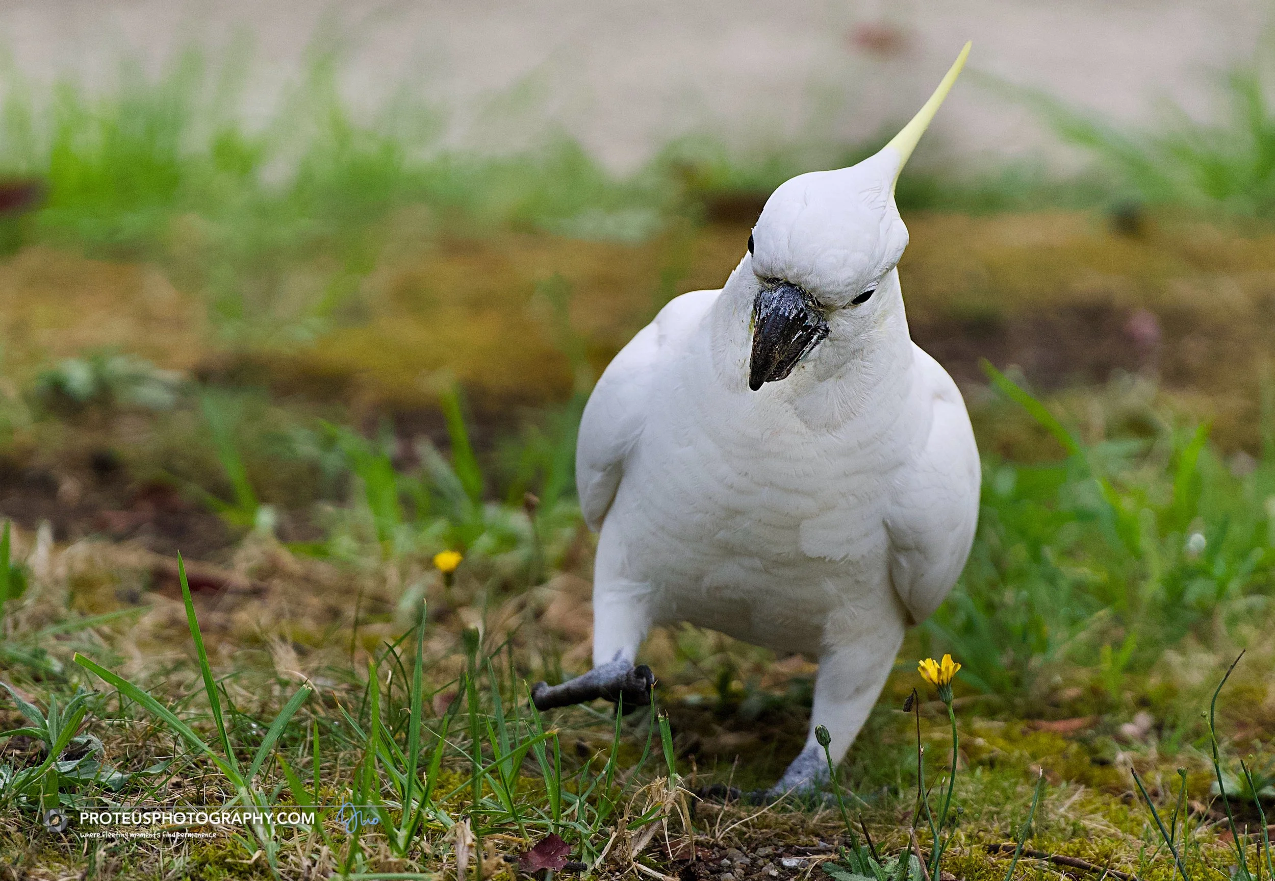 sitting pretty is a sulphur-crested cockatoo (cacatua galerita)