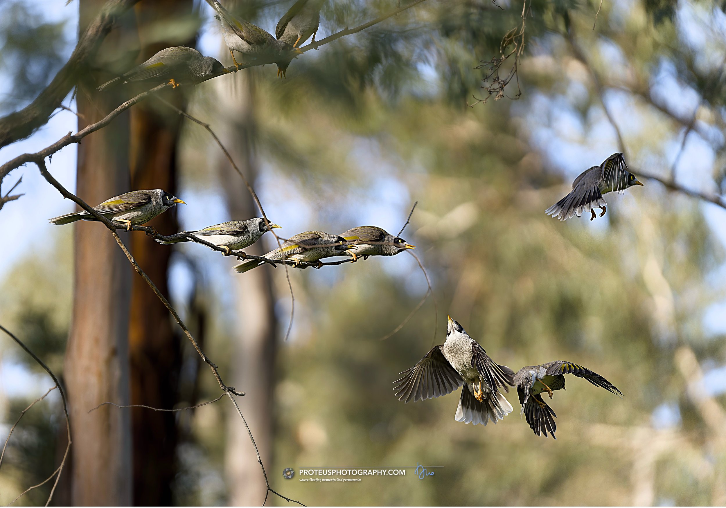 noisy miners excited