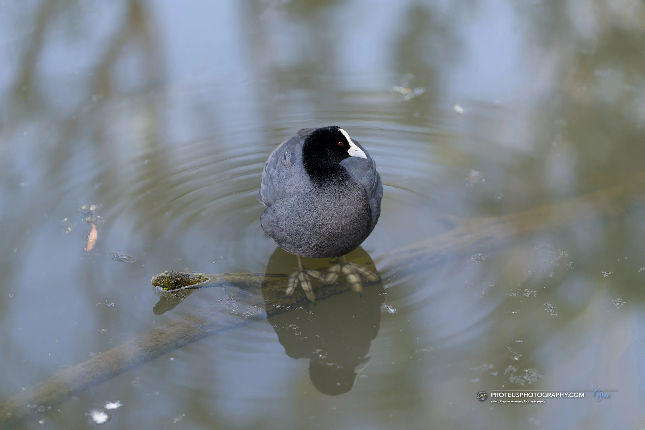 Eurasian coot (Fulica atra),
