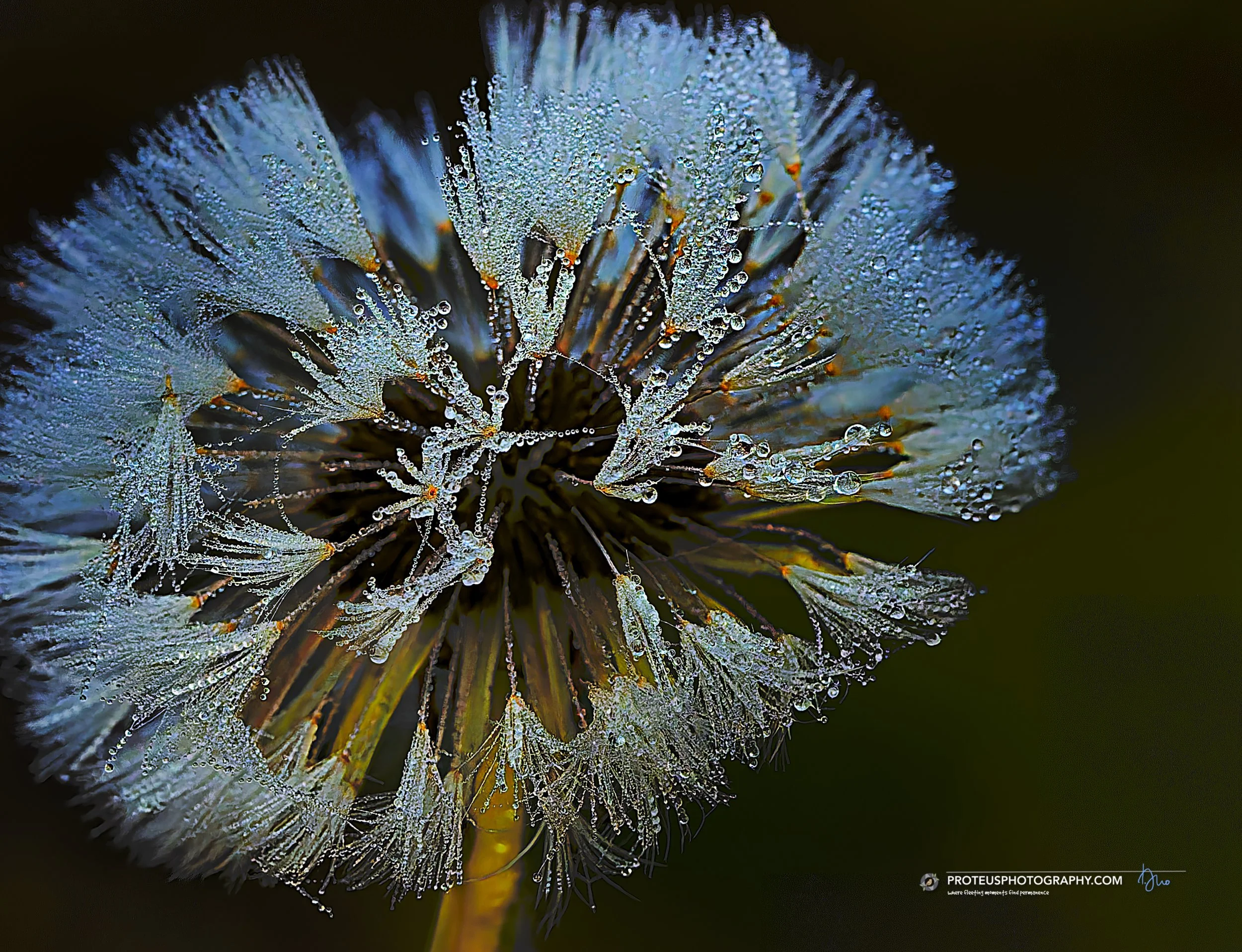 dandelion dew