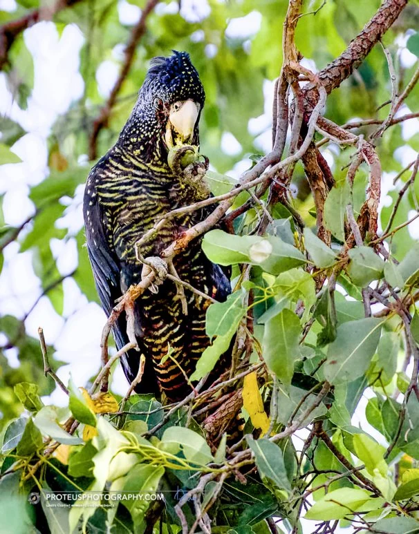 black cockatoo (female)