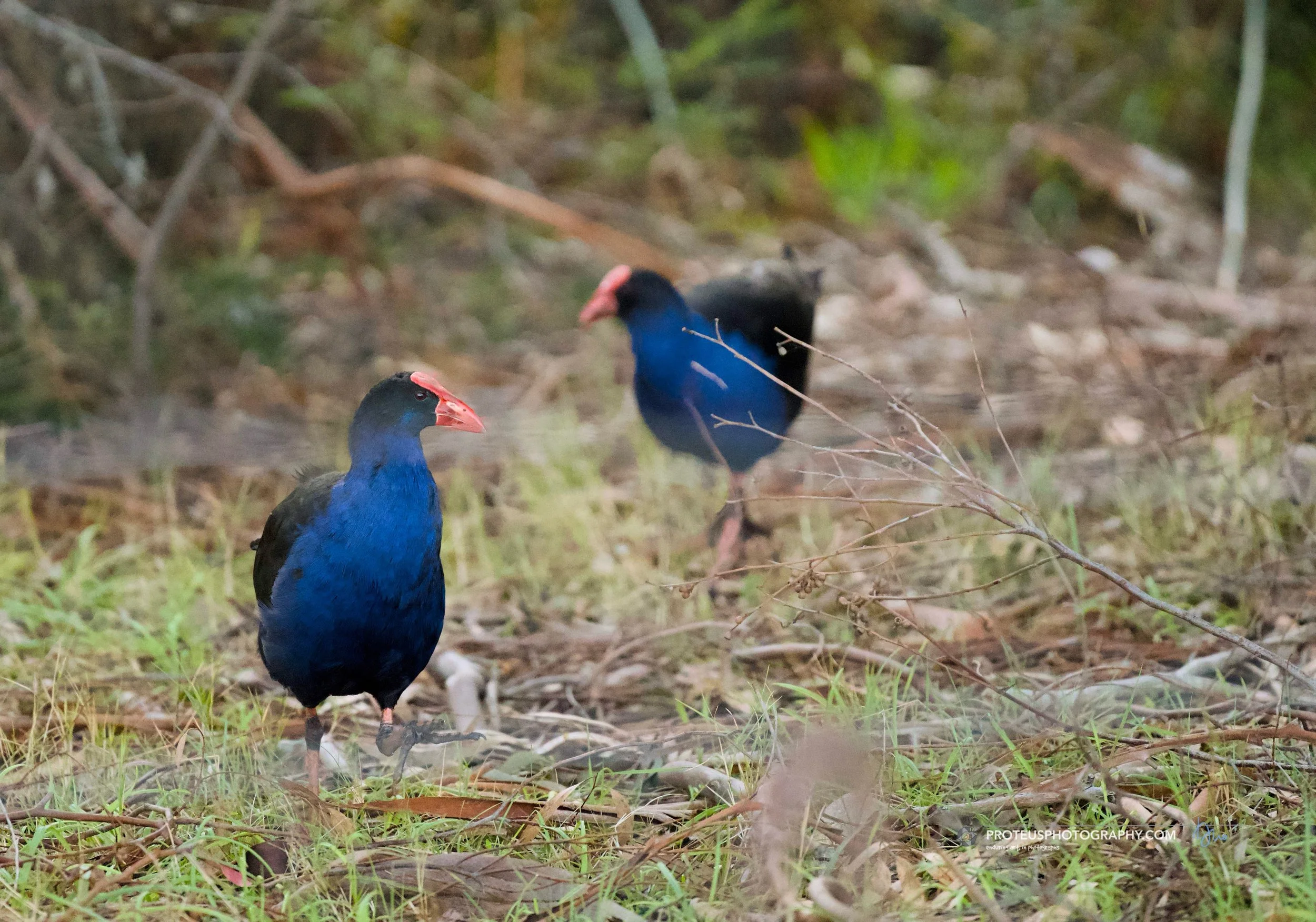 swamphen (porphyrio melanotus), or pūkeko in NZ